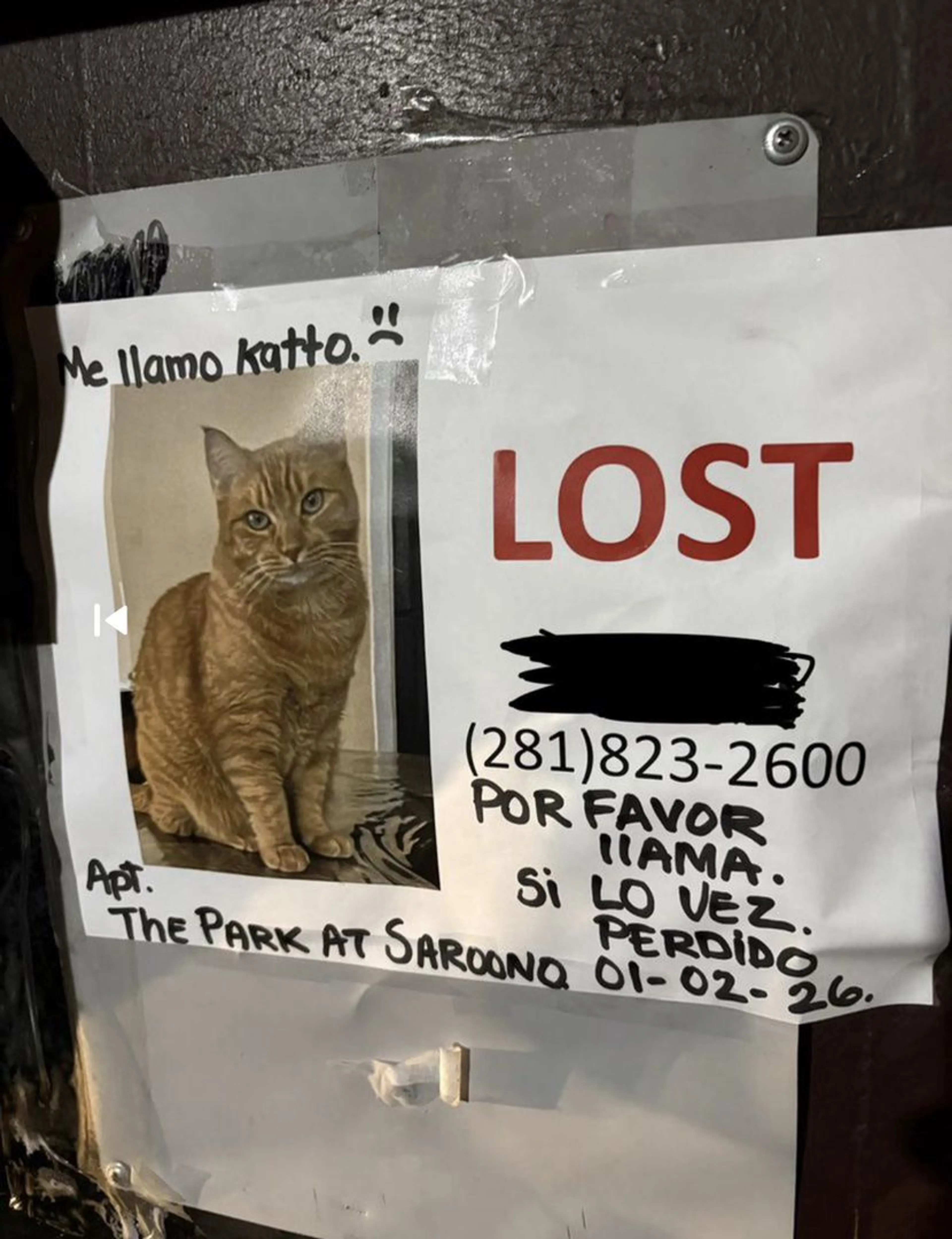 Lost pet-0