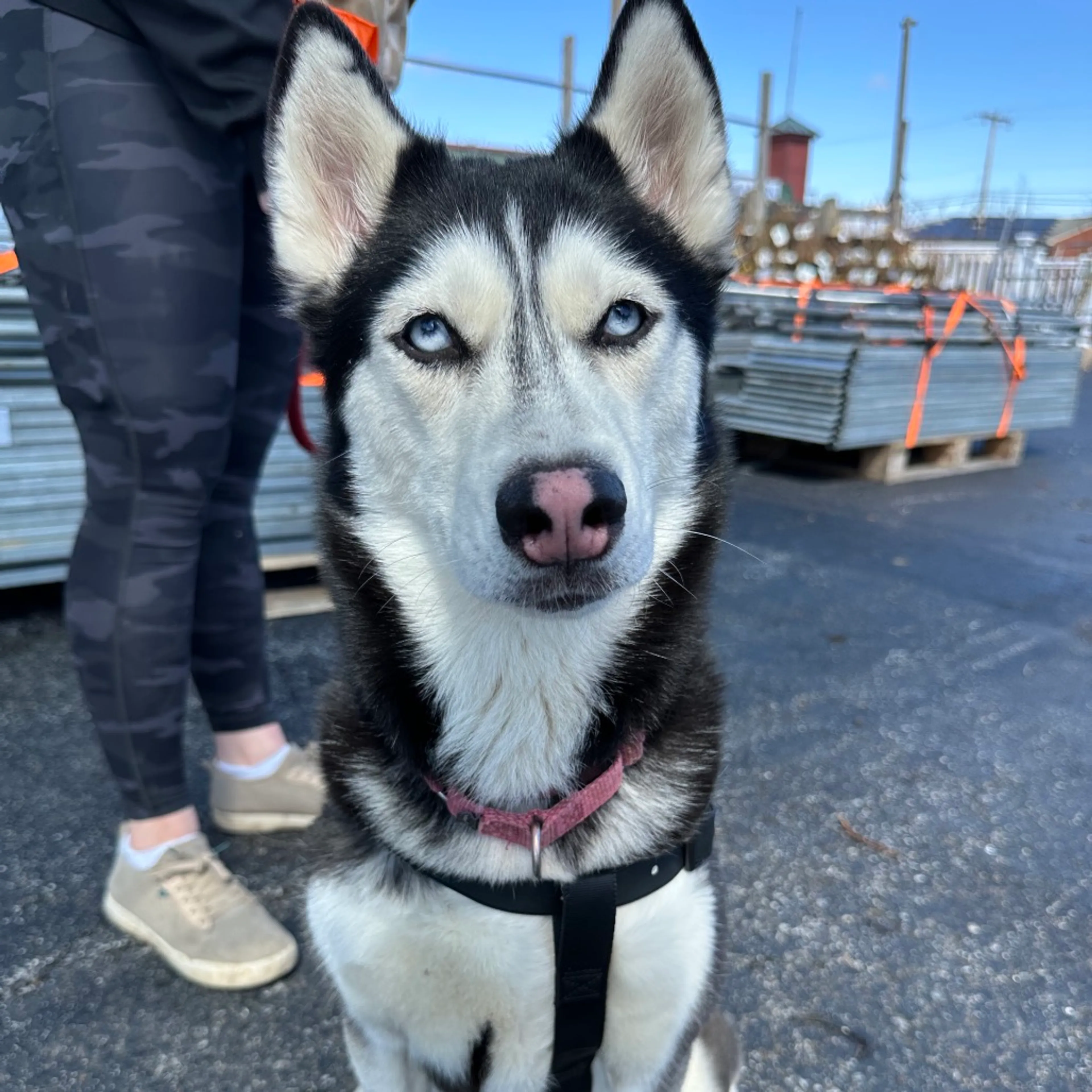 Found pet-6