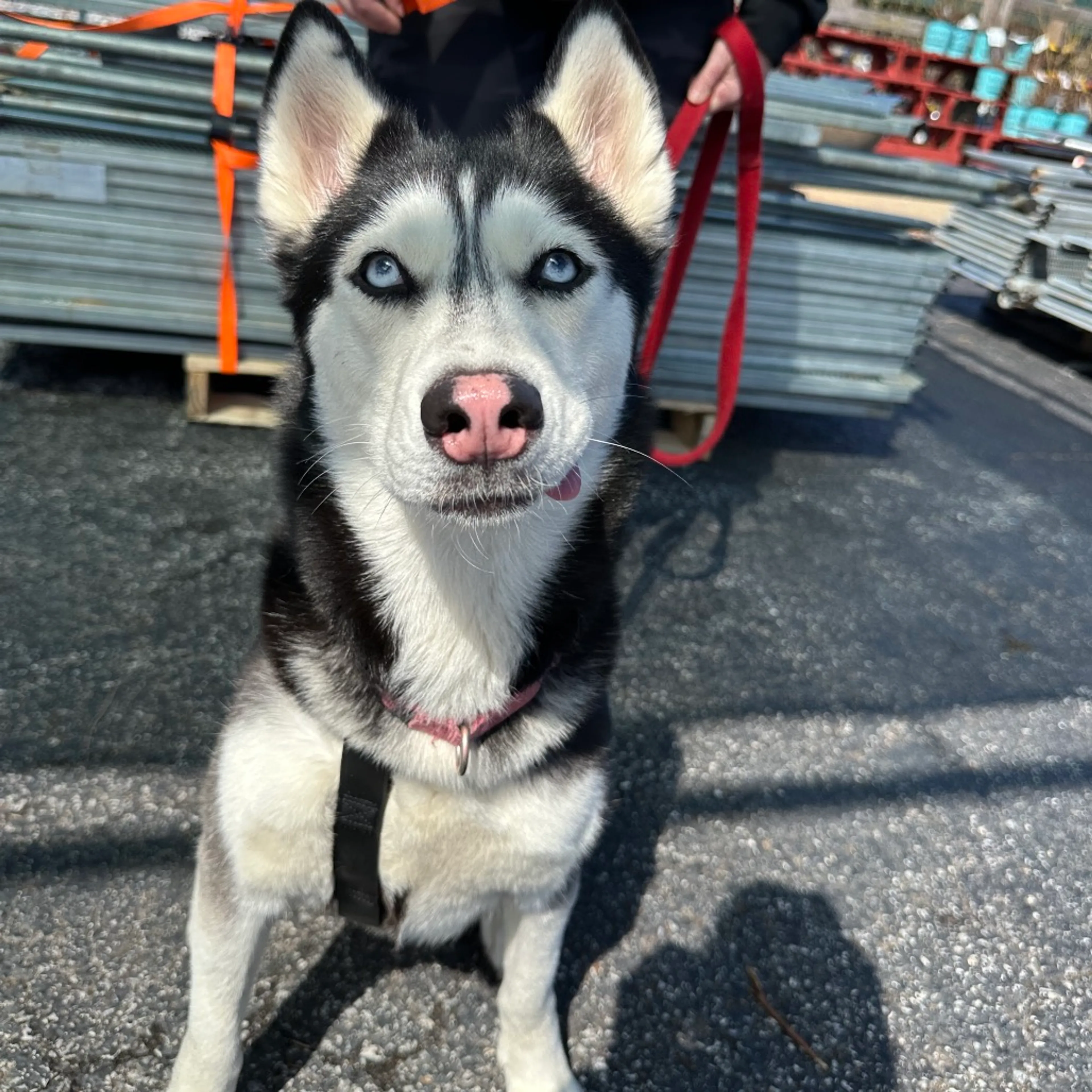 Found pet-9