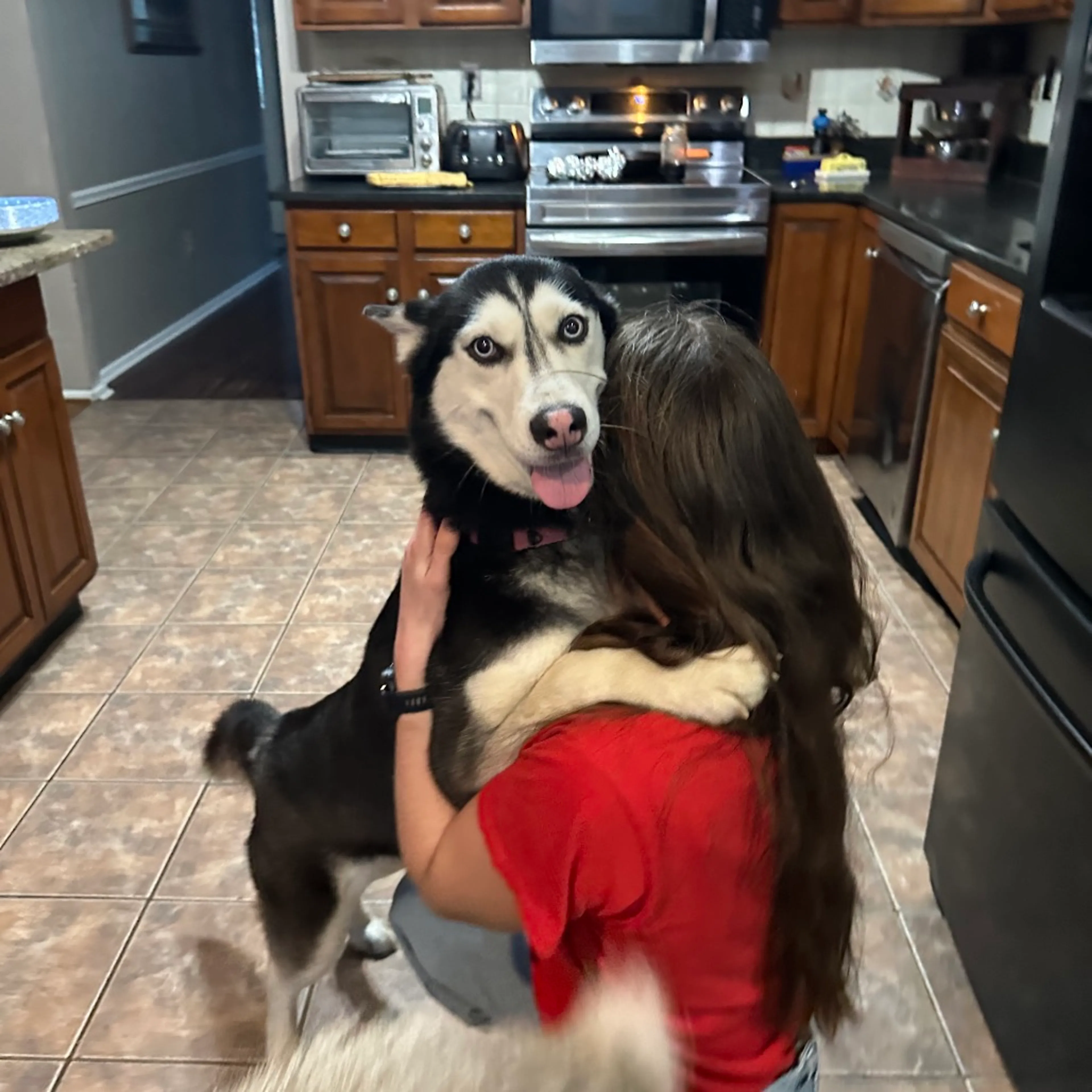 Found pet-4