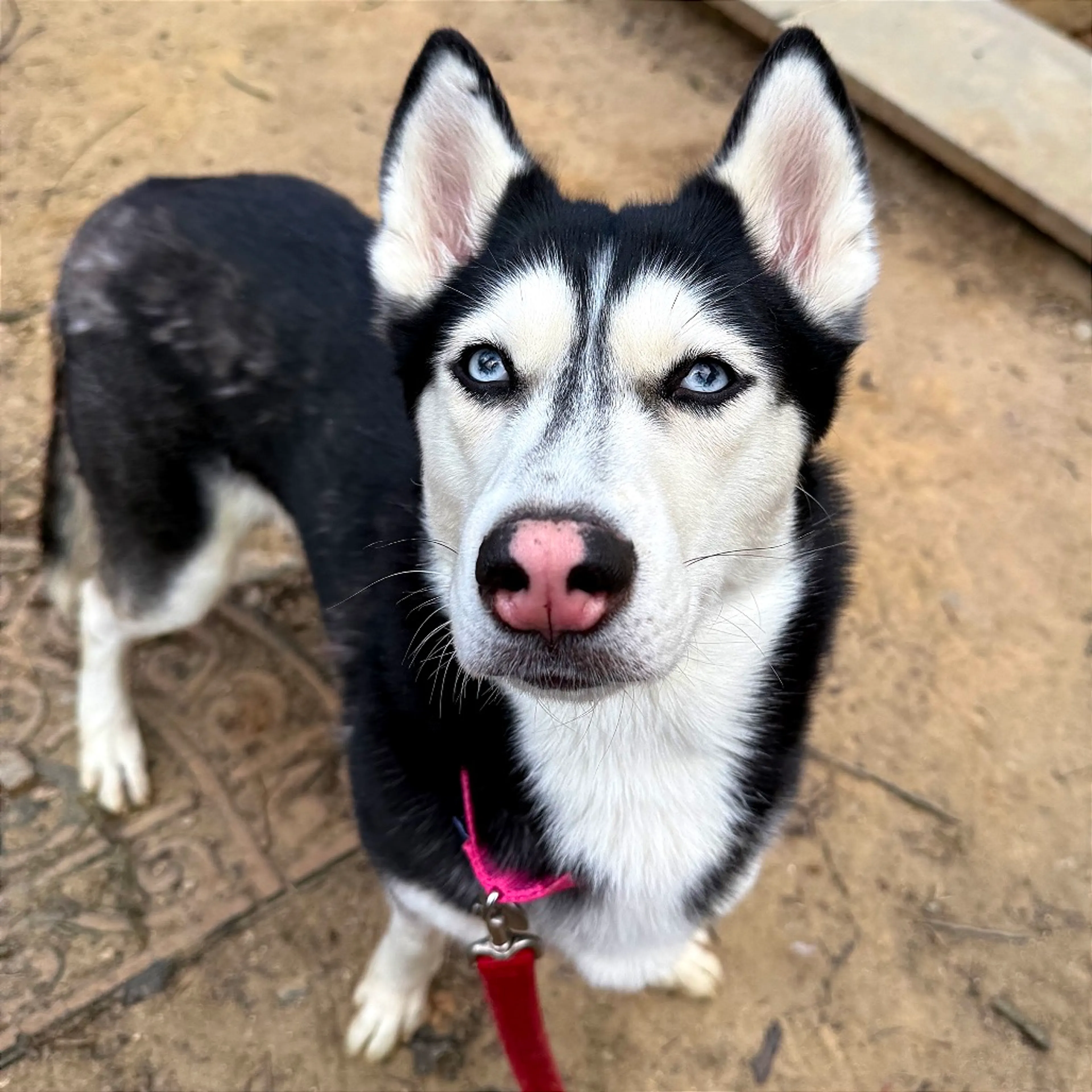 Found pet-2