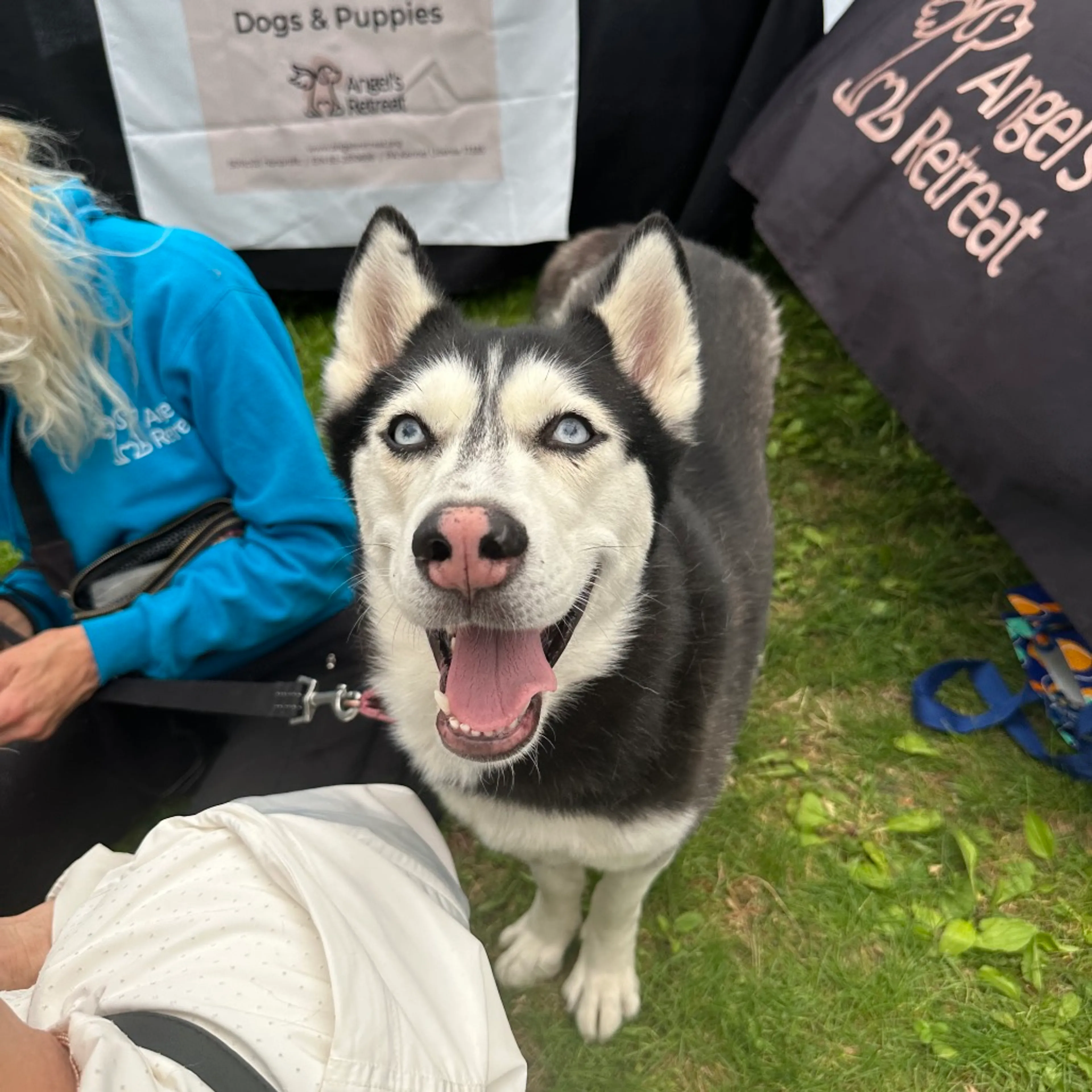 Found pet-19