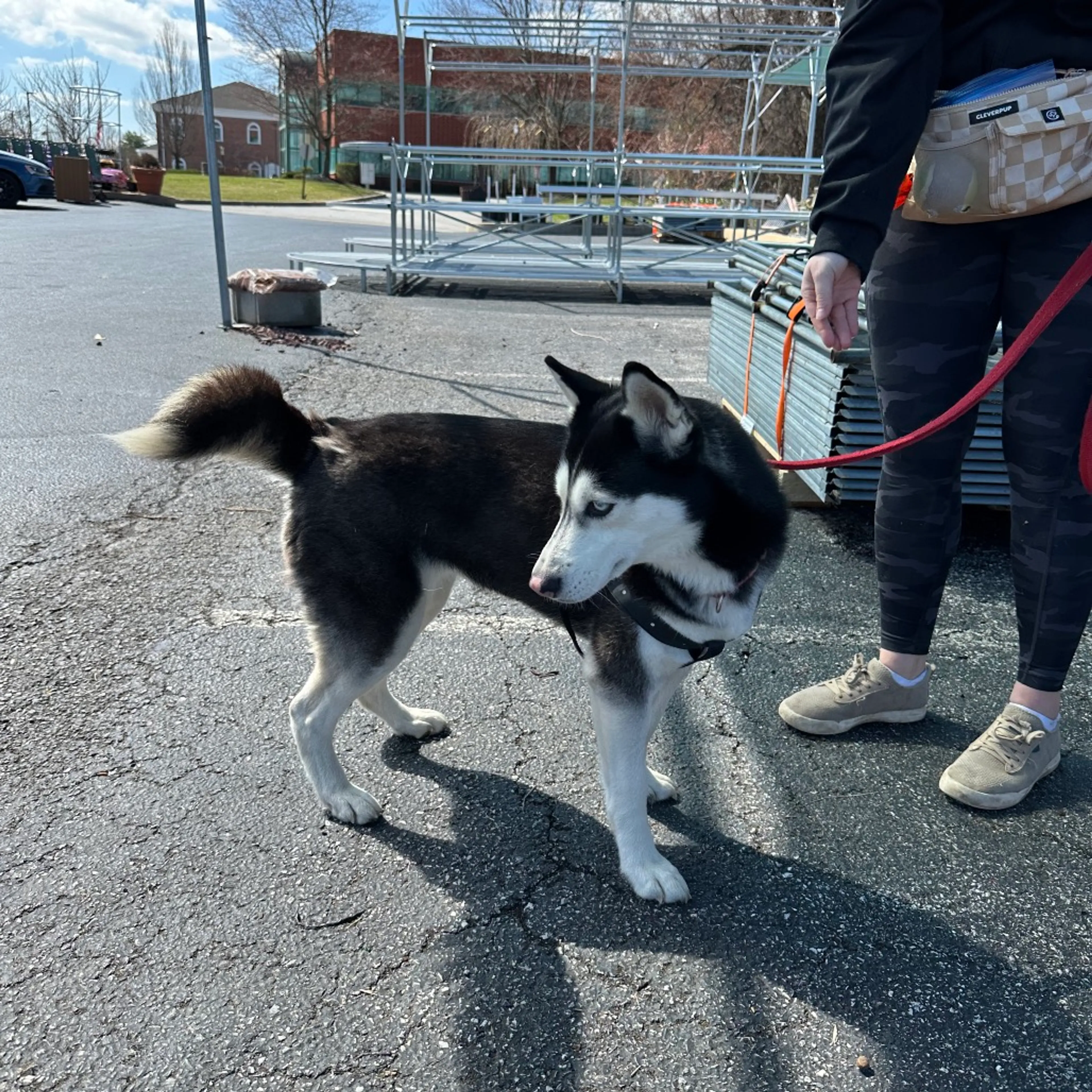 Found pet-12