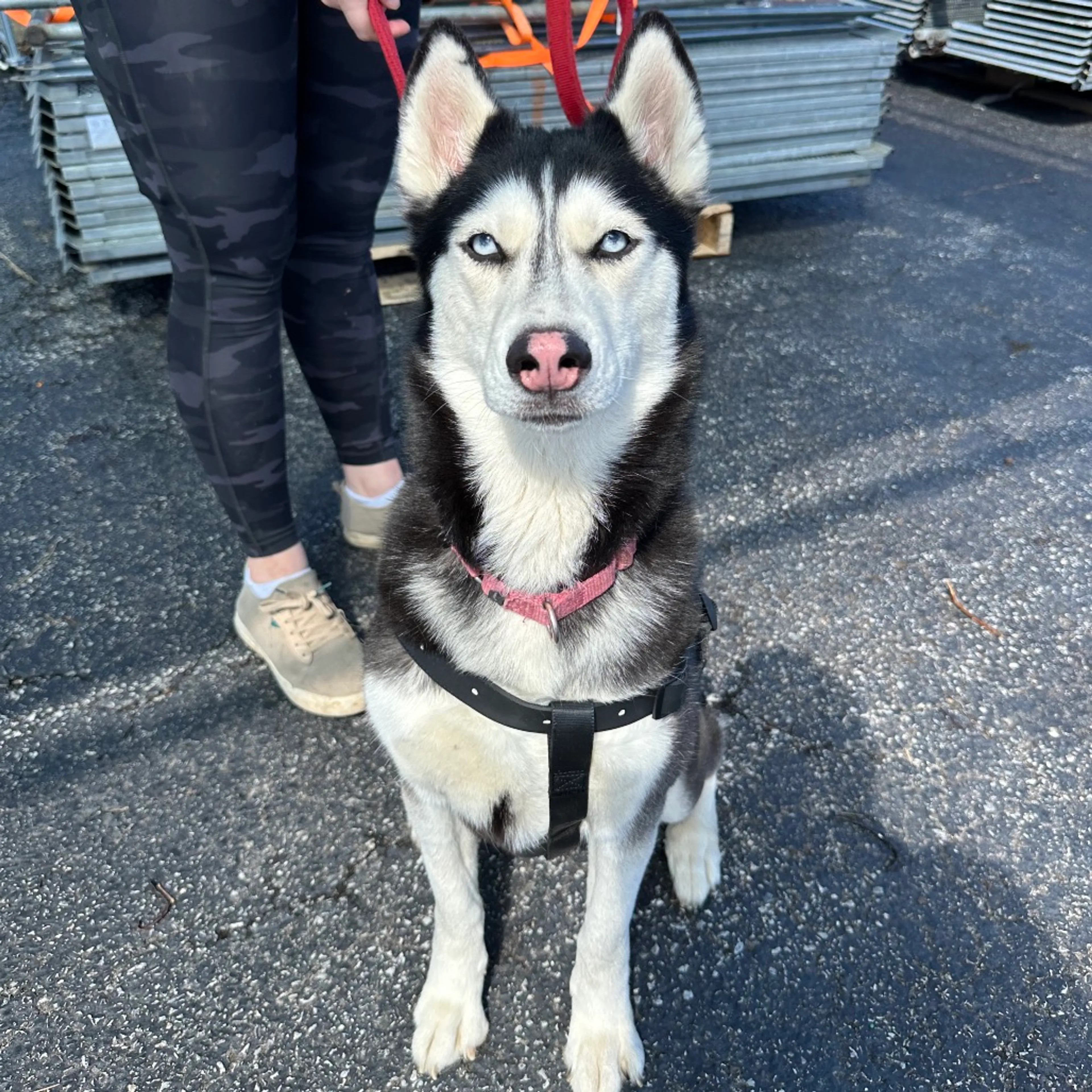 Found pet-8