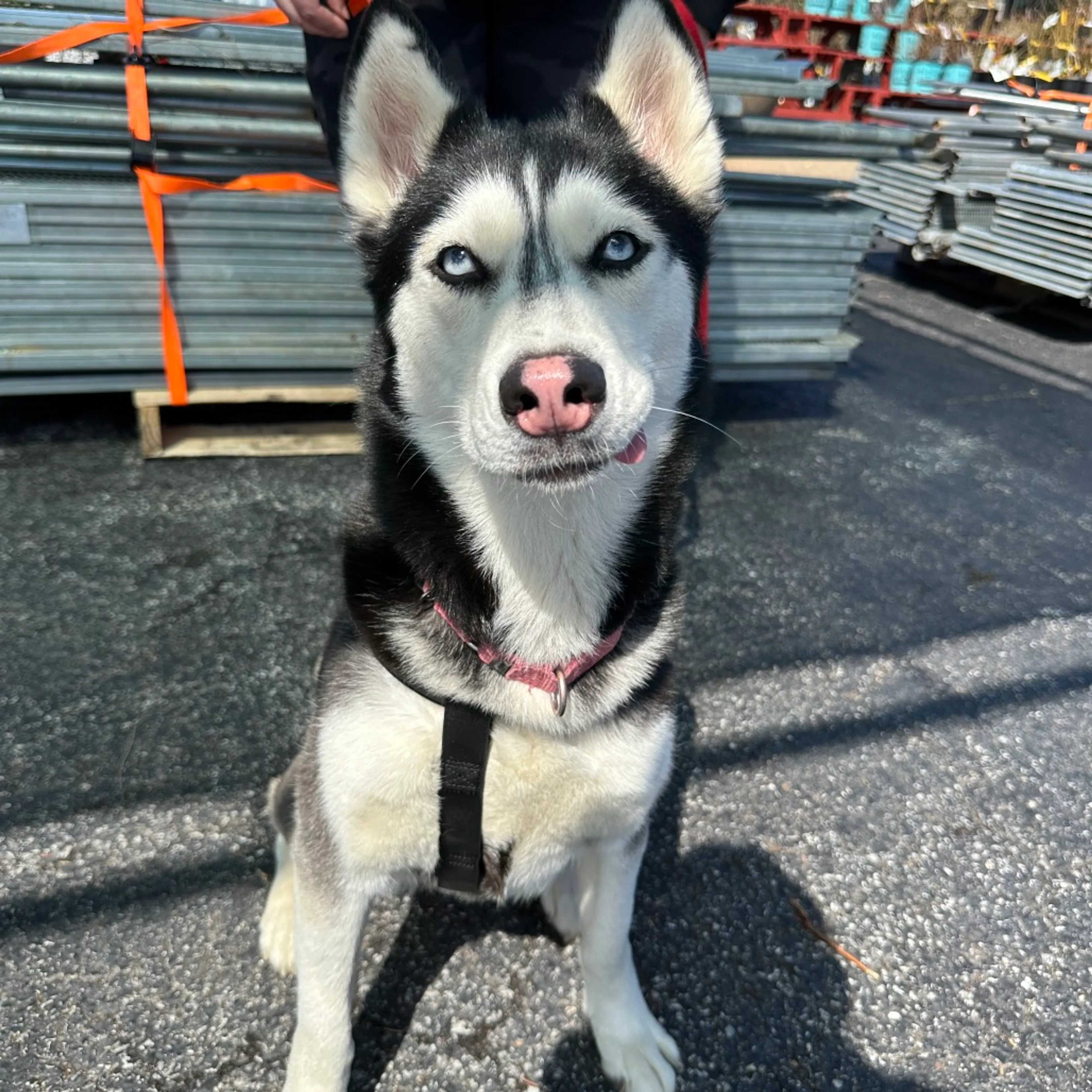 Found pet-10