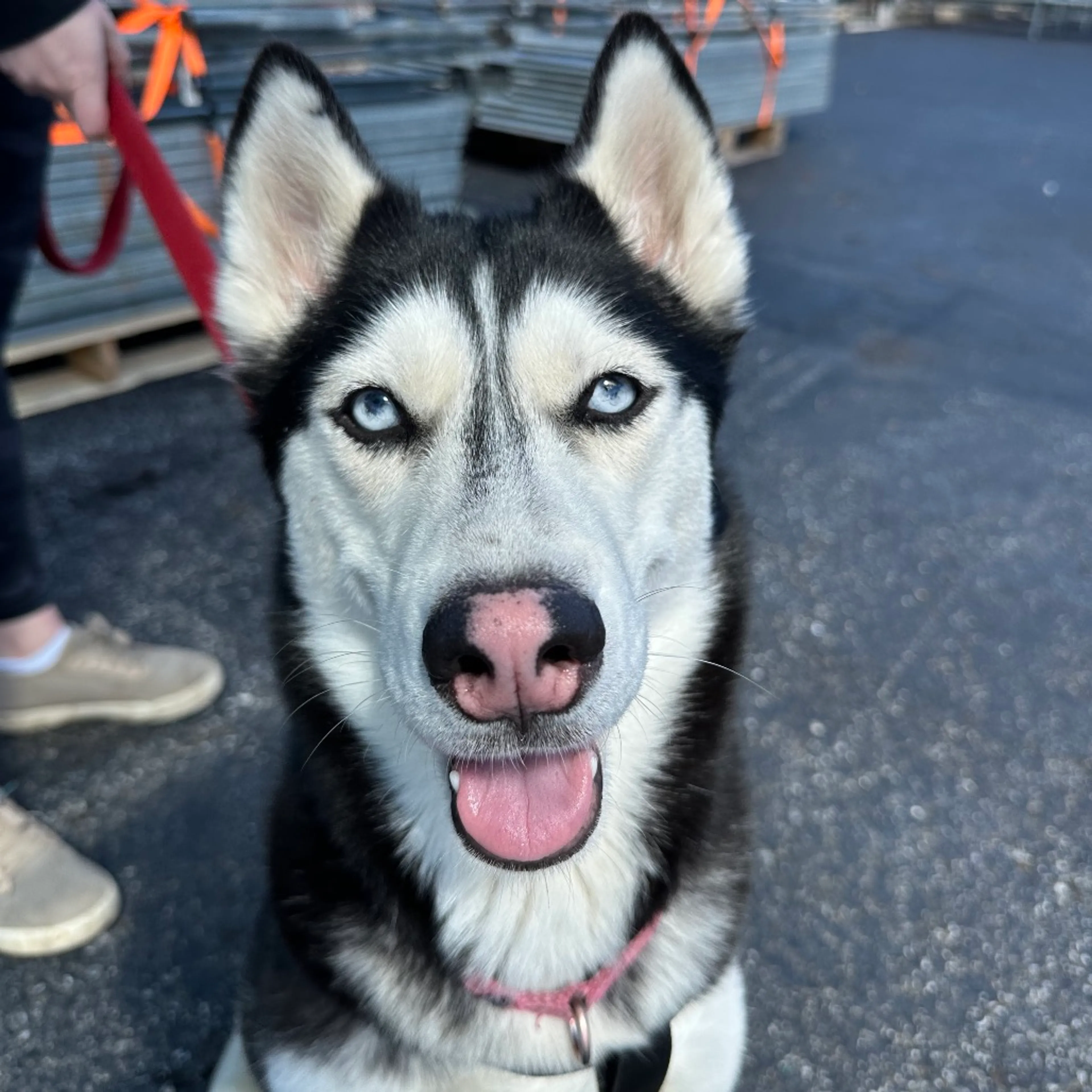 Found pet-5