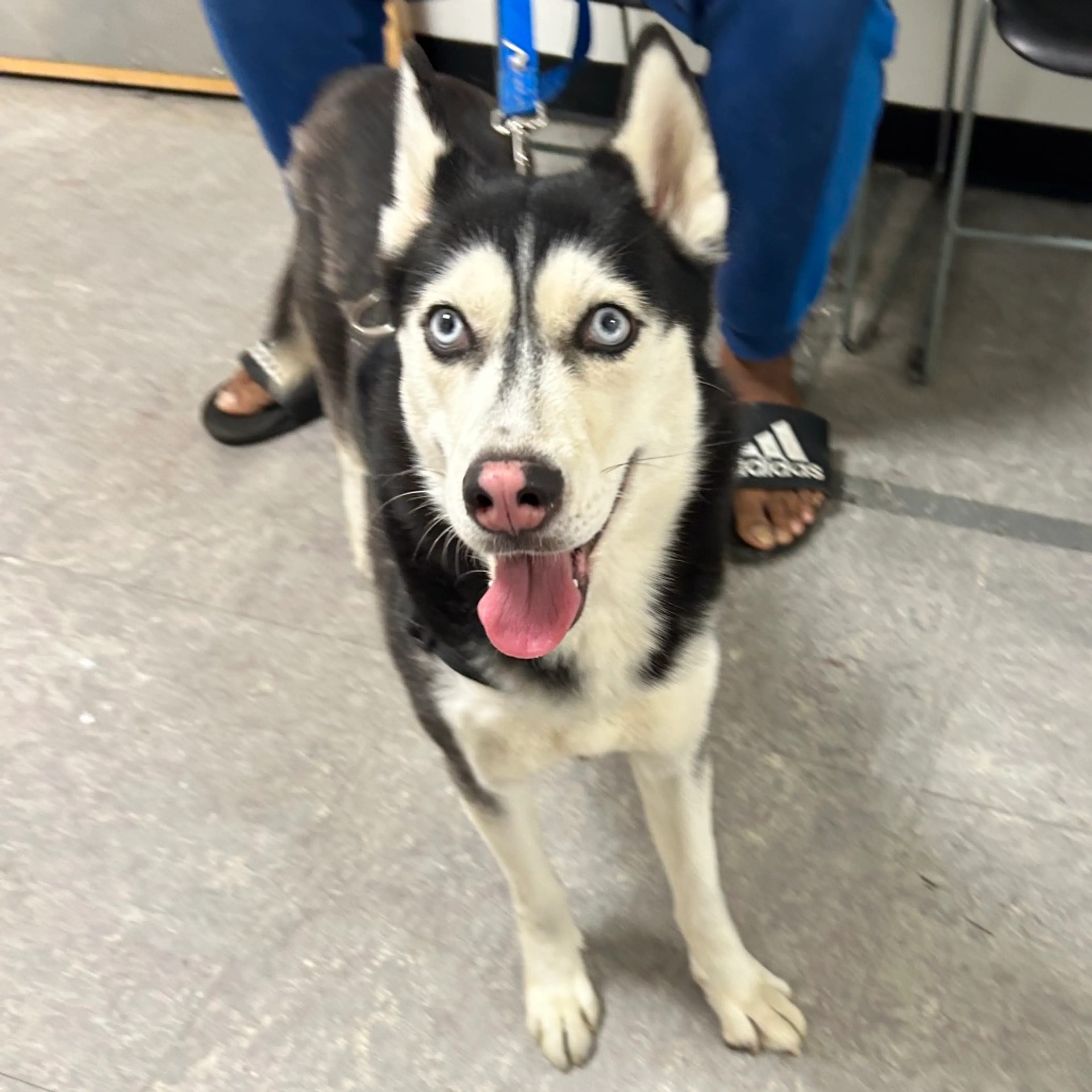 Found pet-1