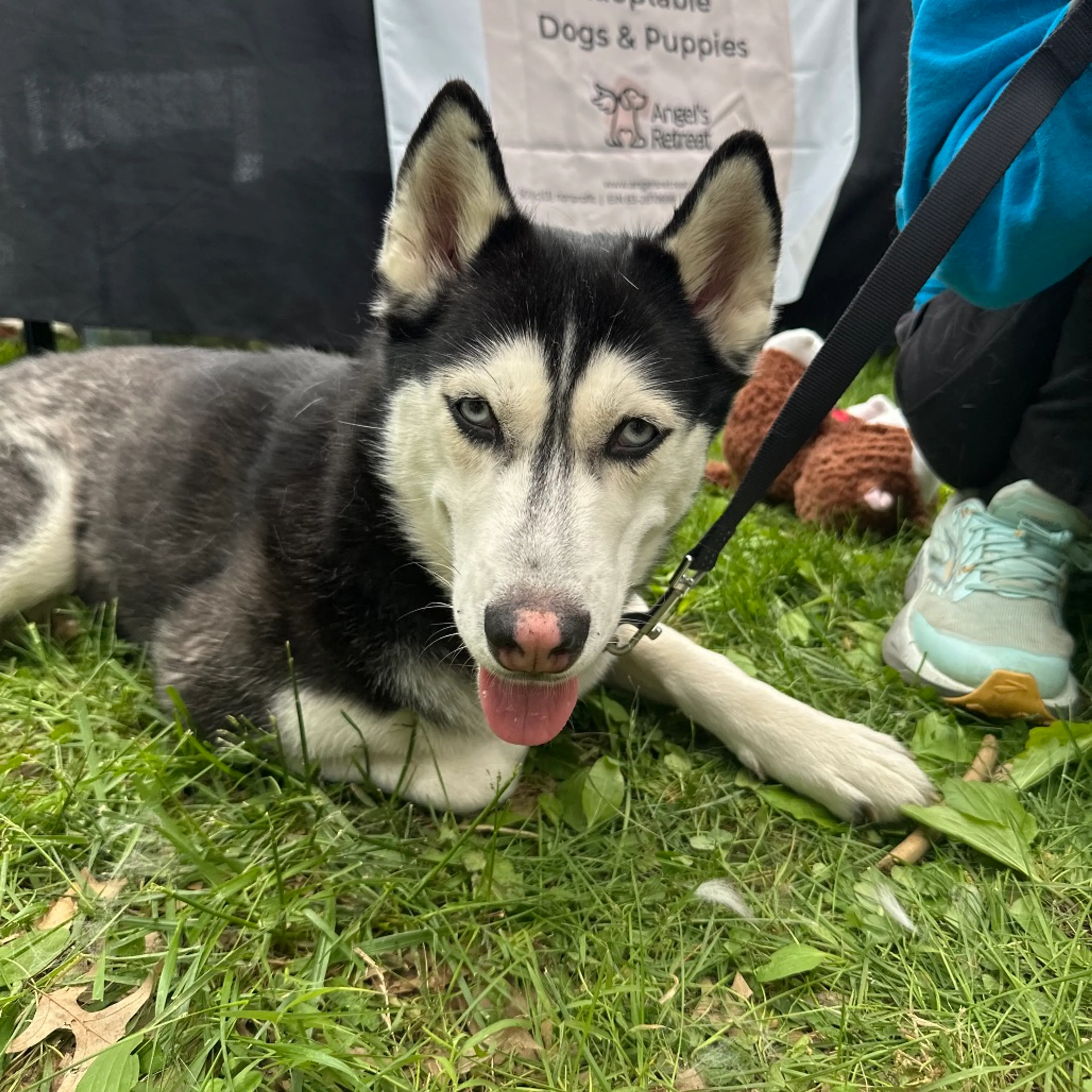 Found pet-14