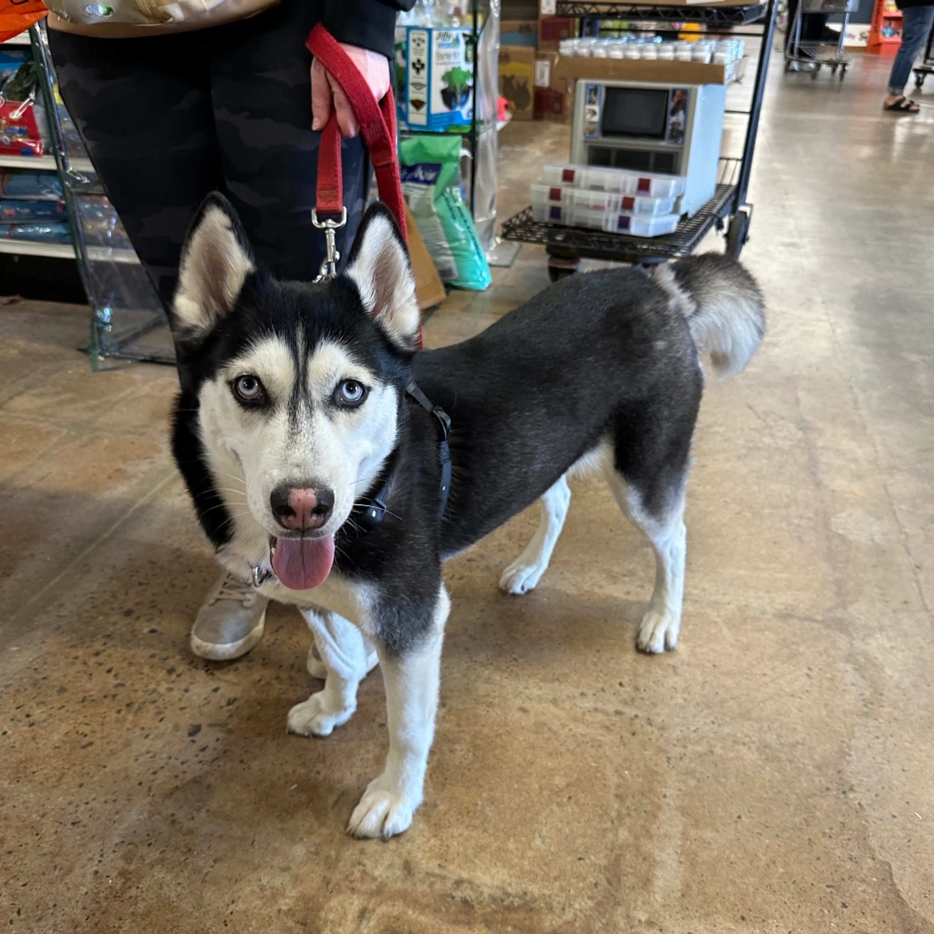 Found pet-13