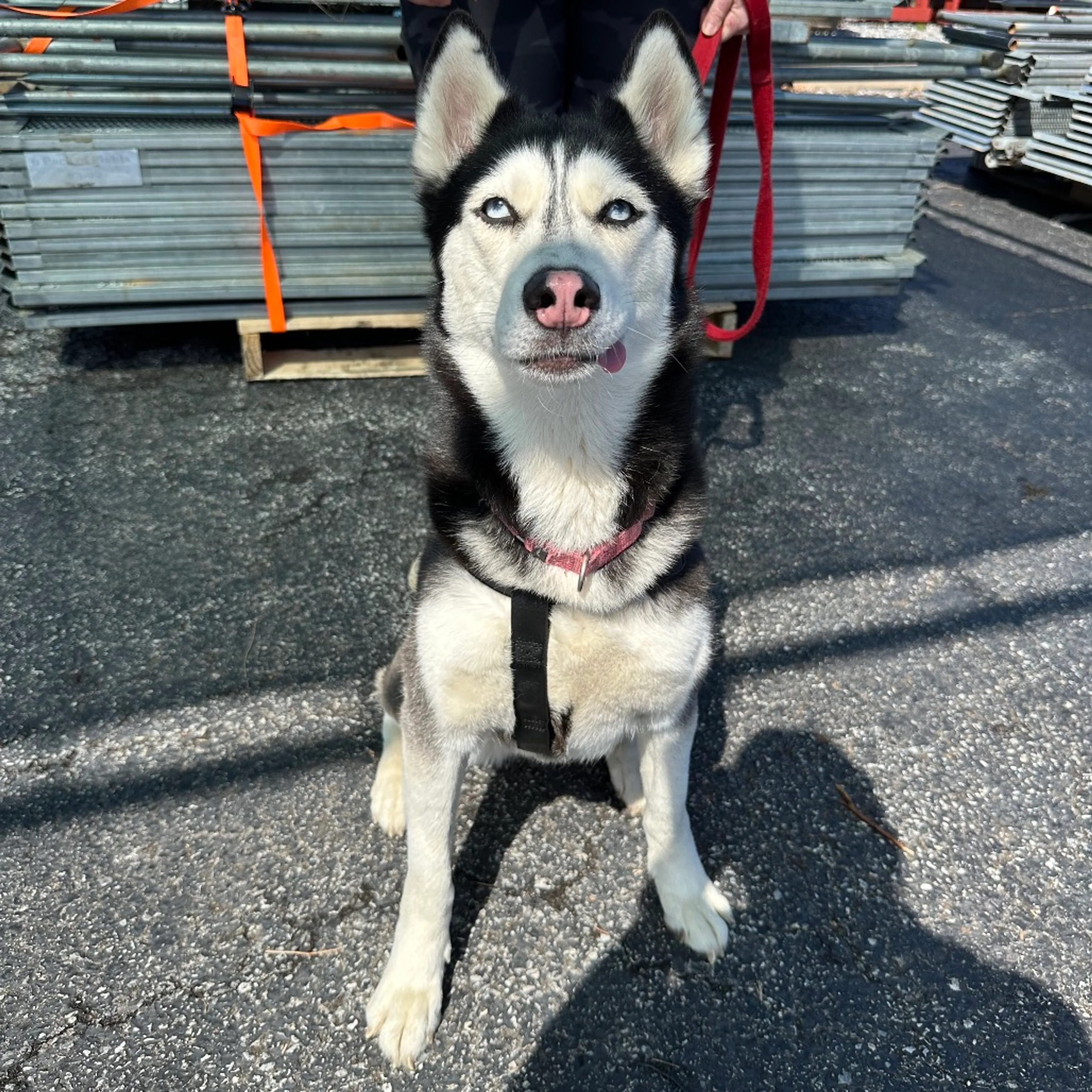 Found pet-11