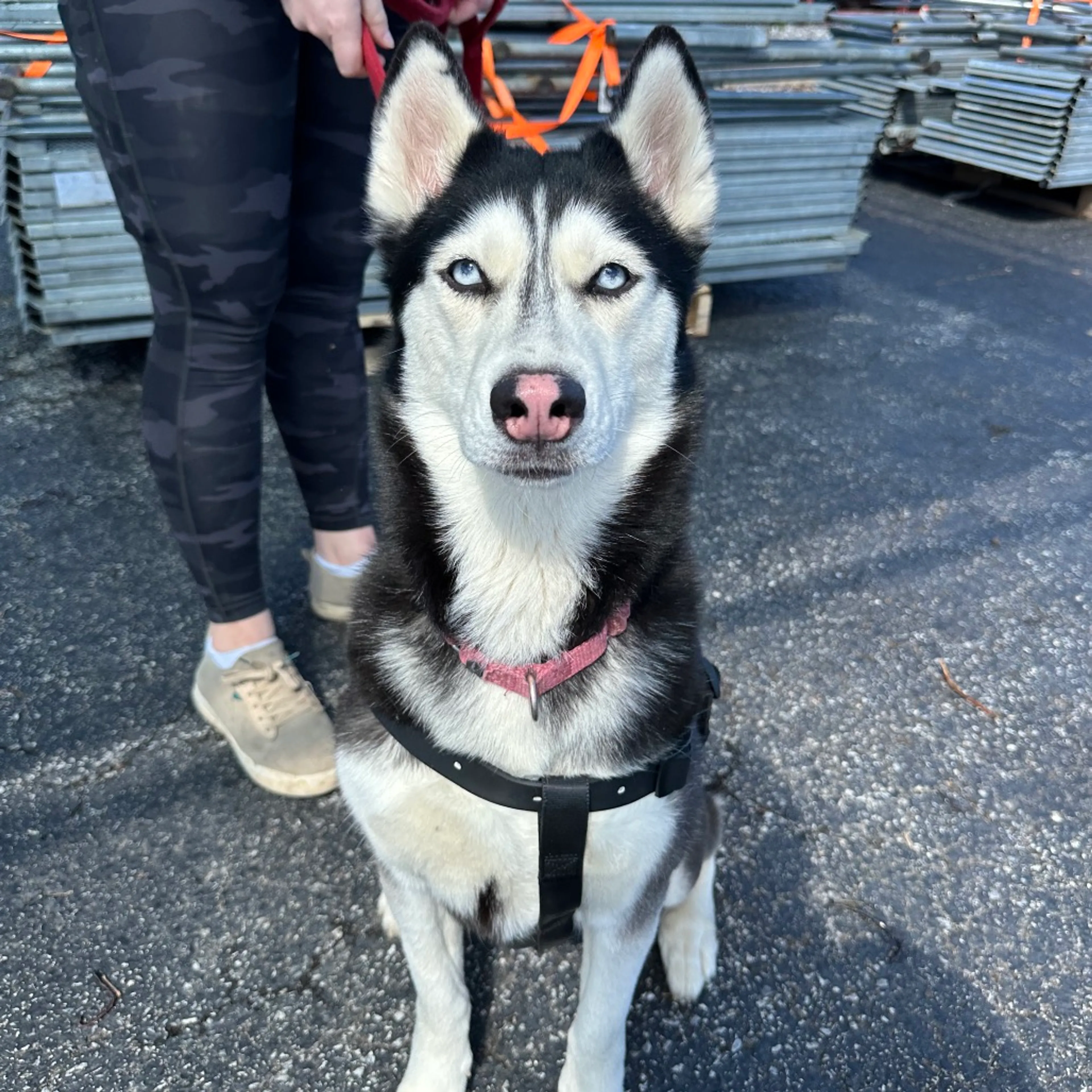 Found pet-7