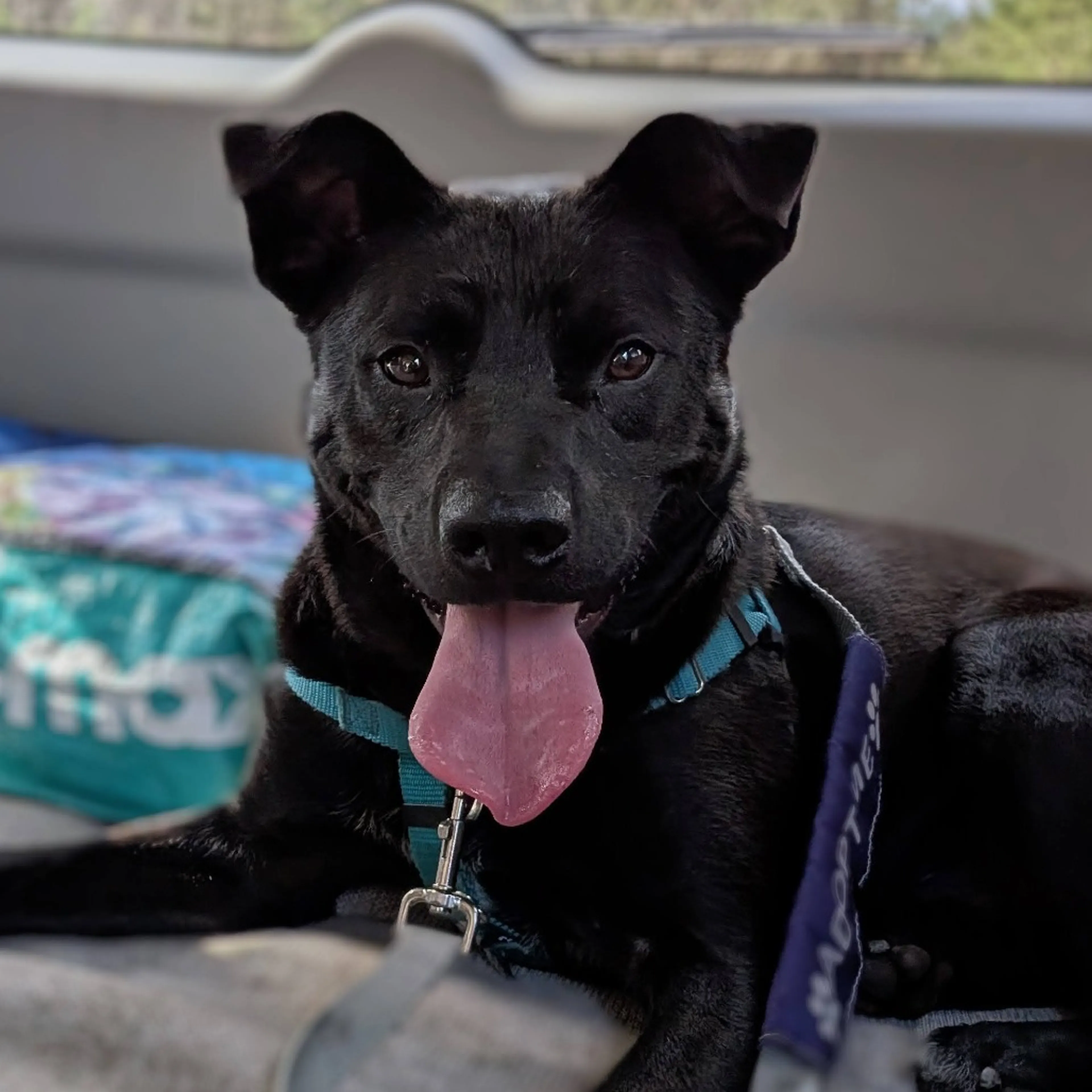 Found pet-8