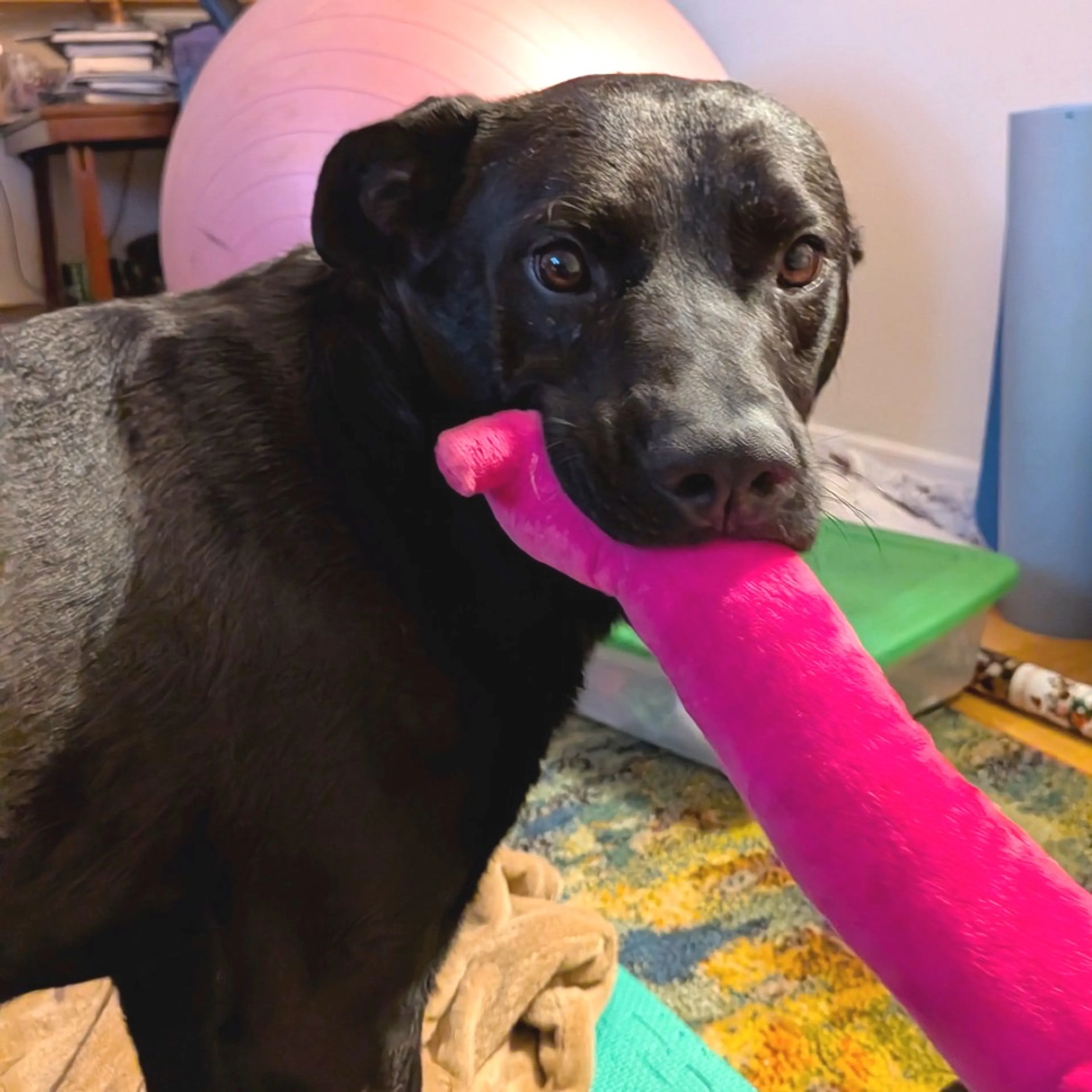 Found pet-2