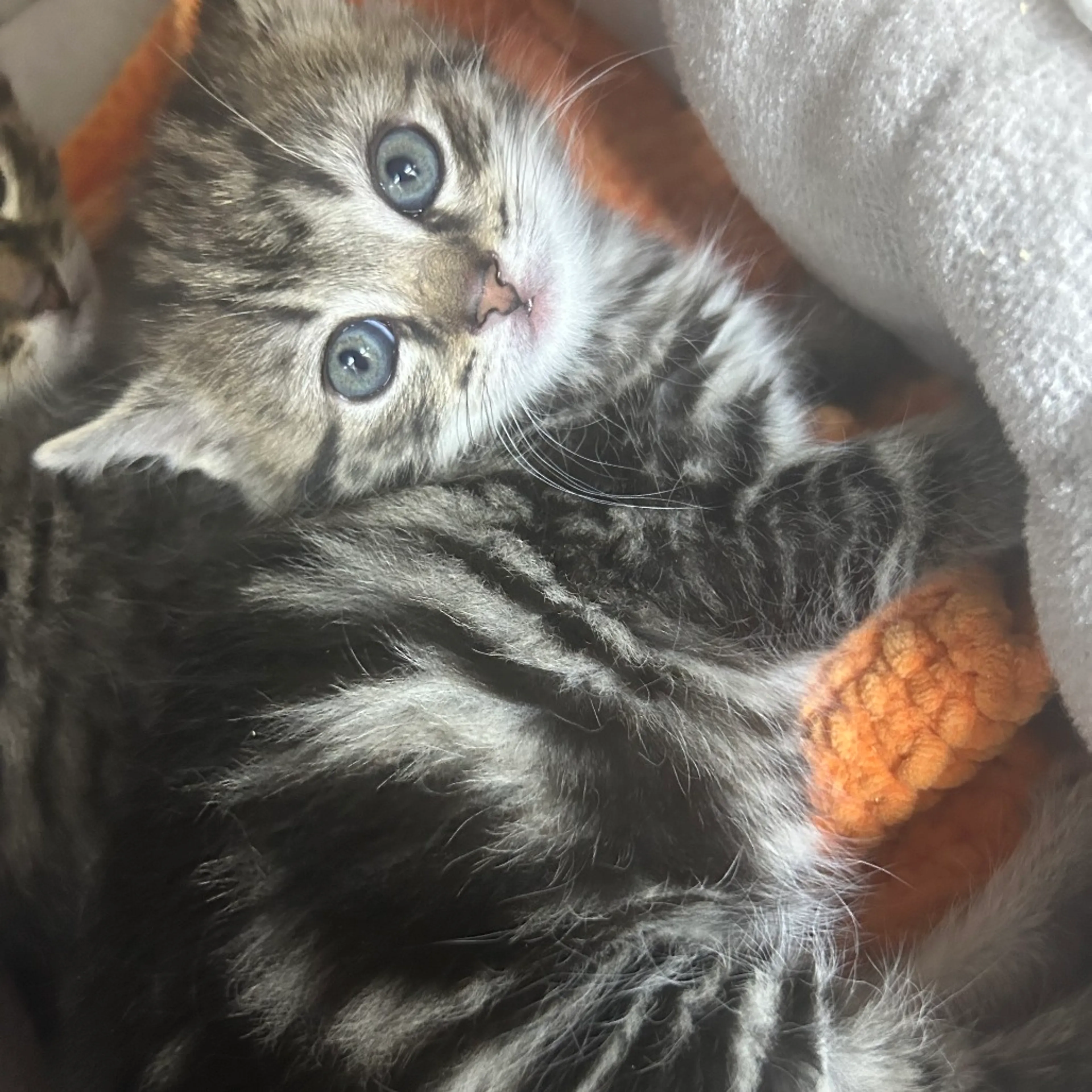Found pet