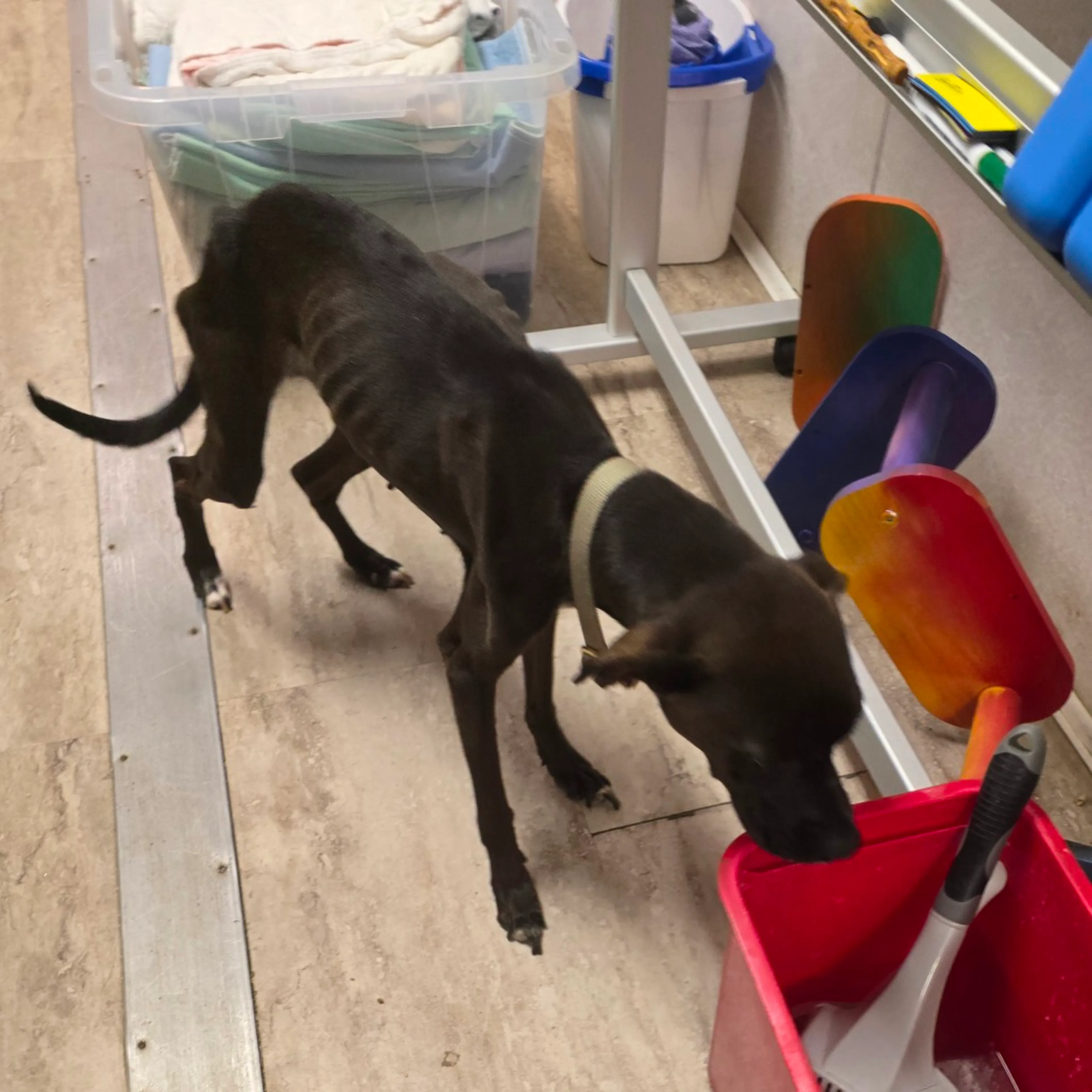 Found pet-10