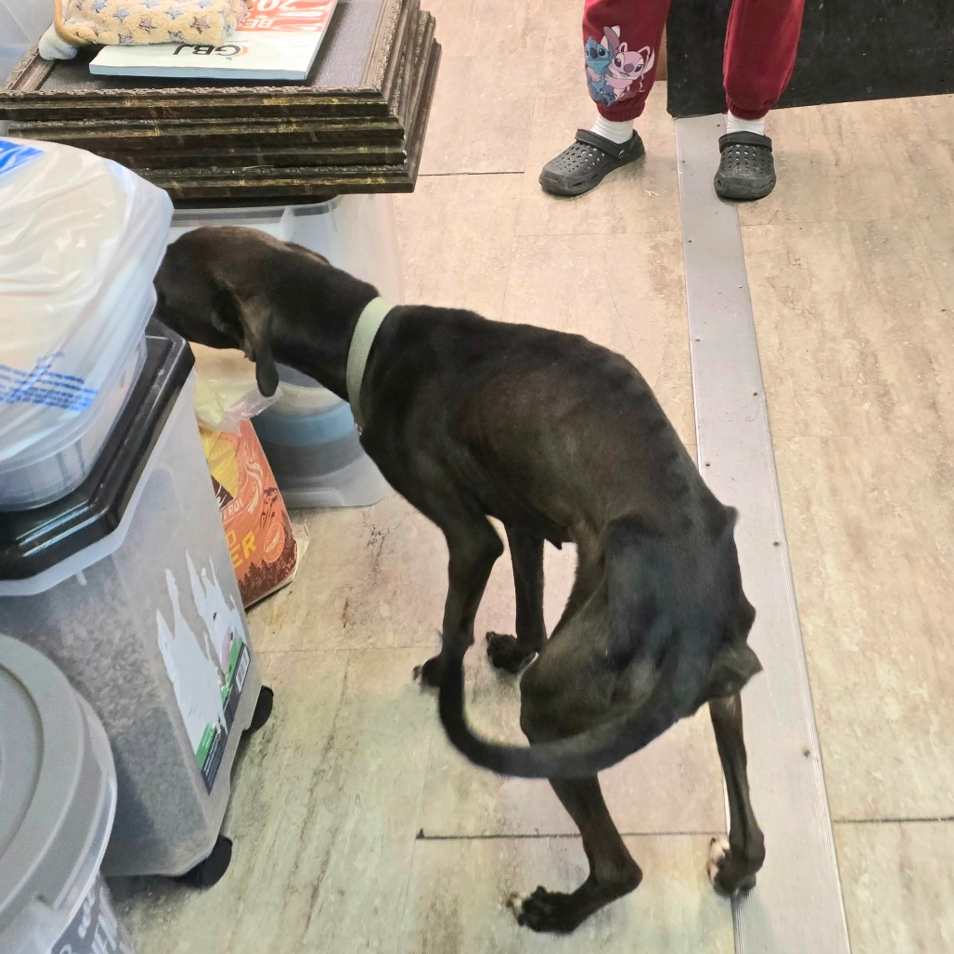 Found pet-5