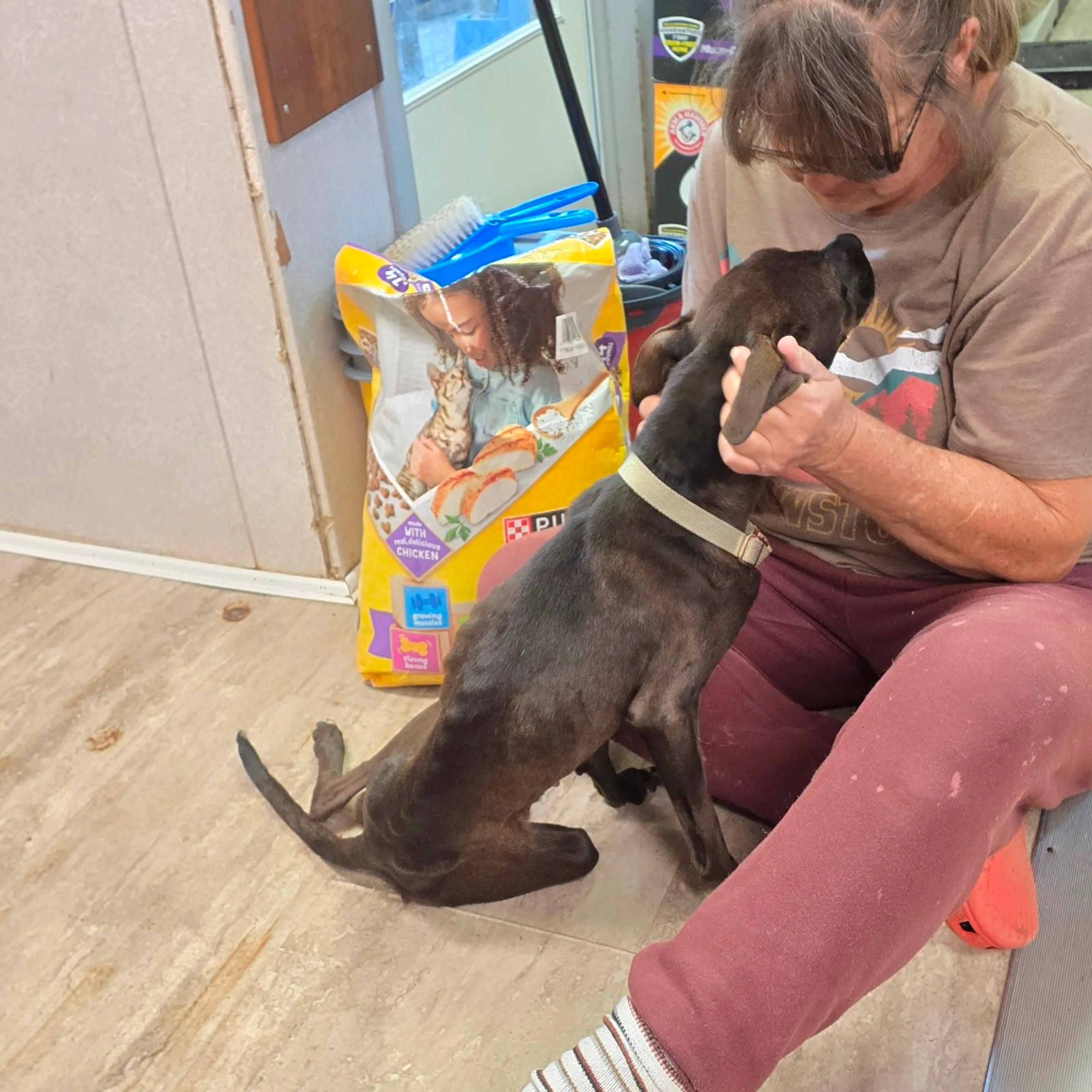 Found pet-6