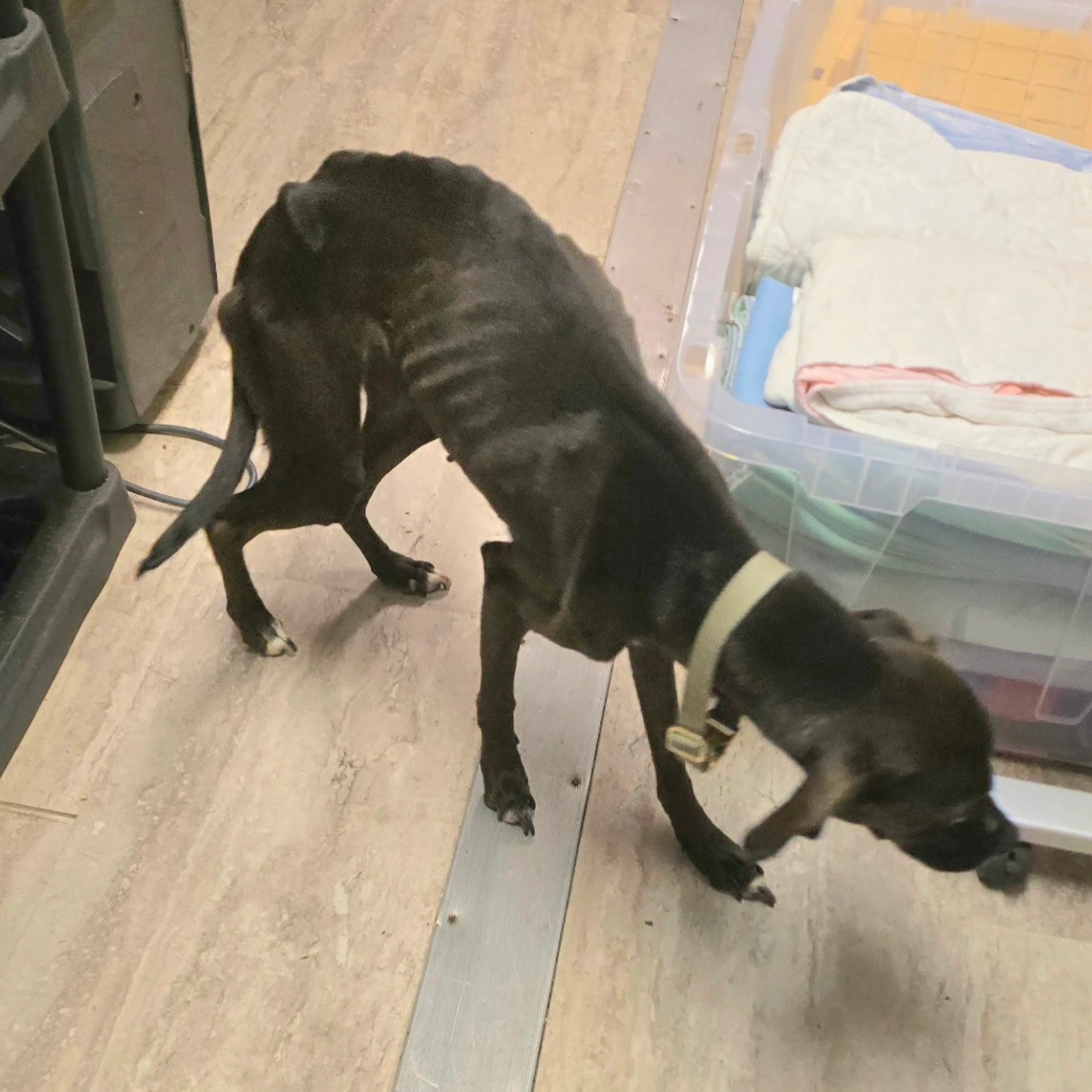Found pet-9