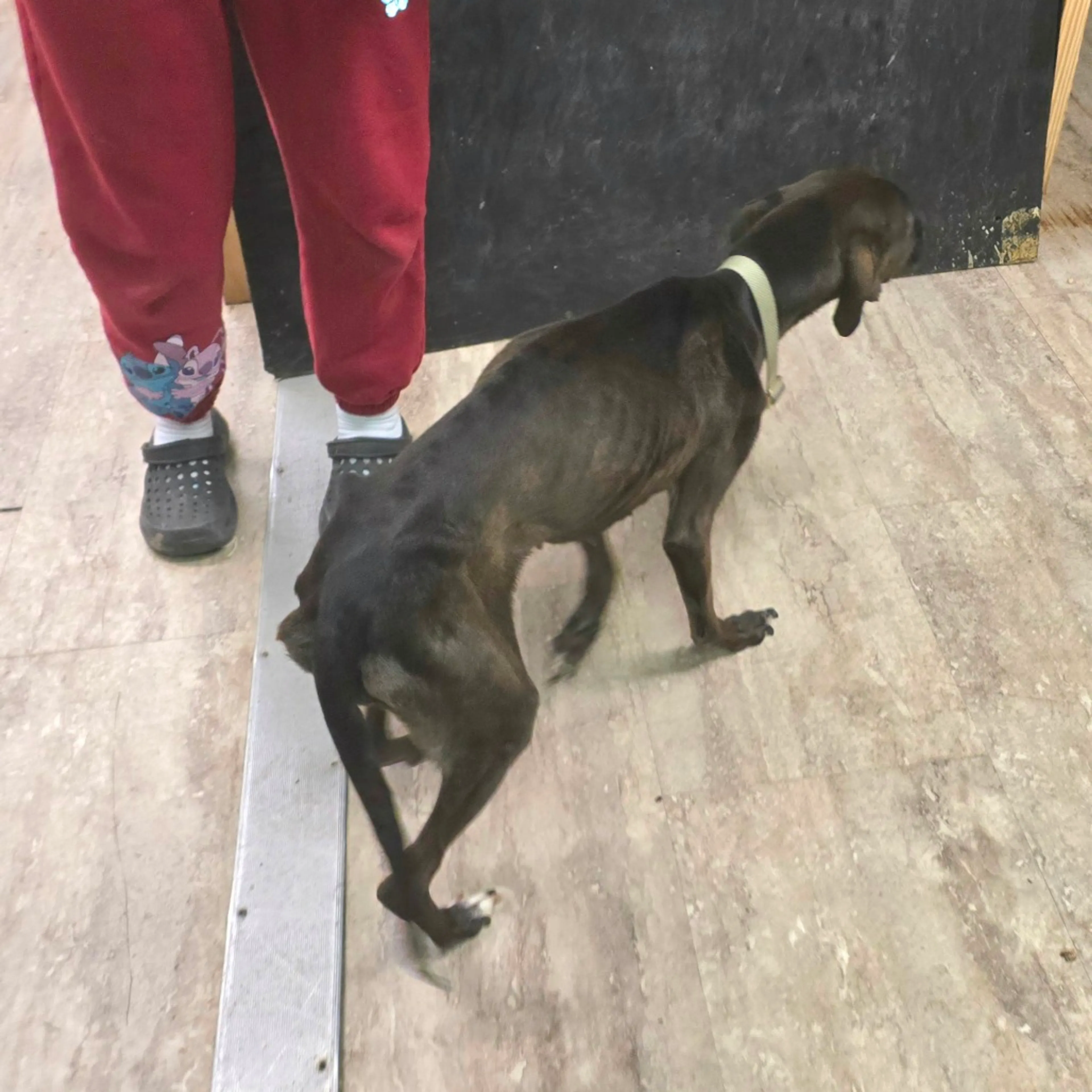 Found pet-4