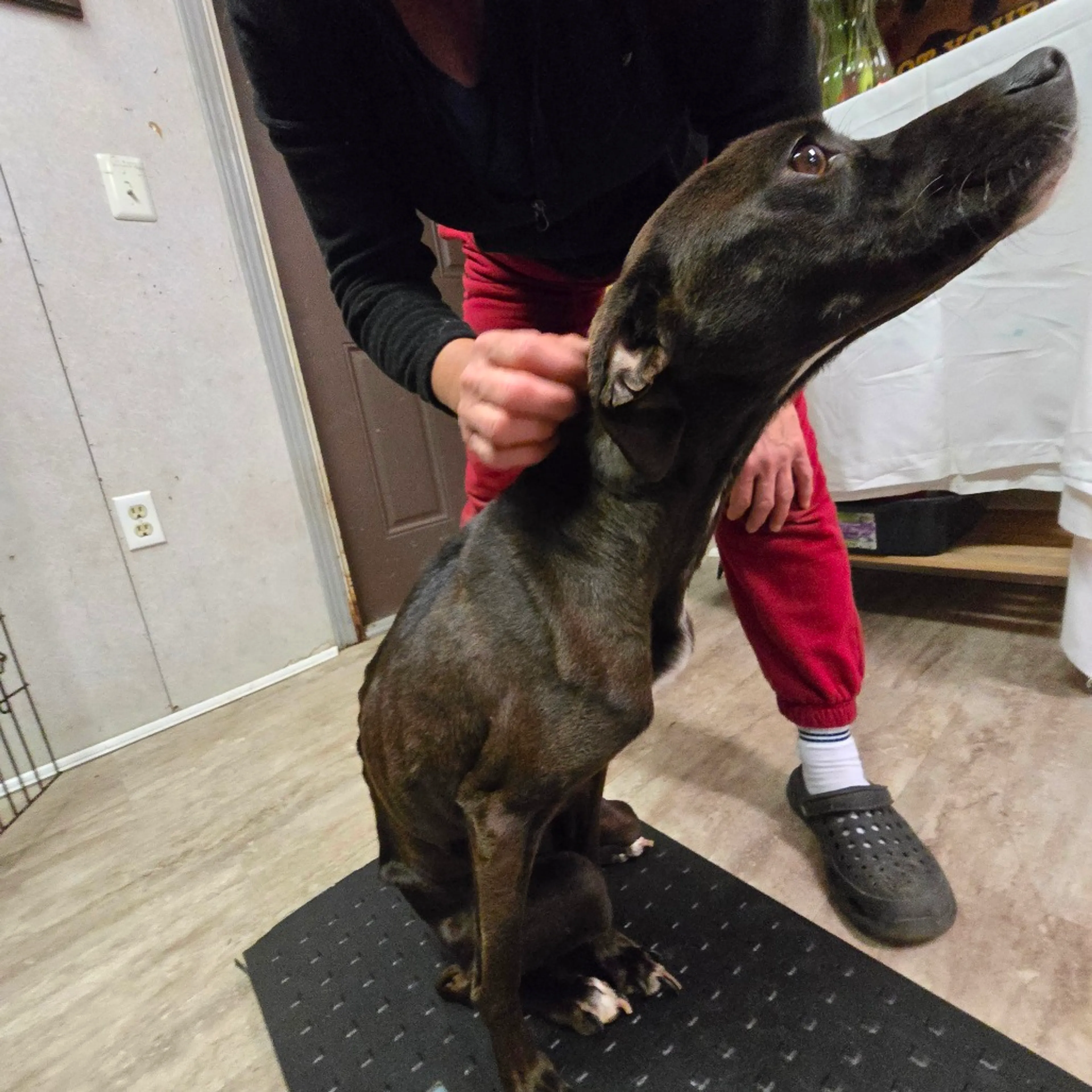 Found pet-1