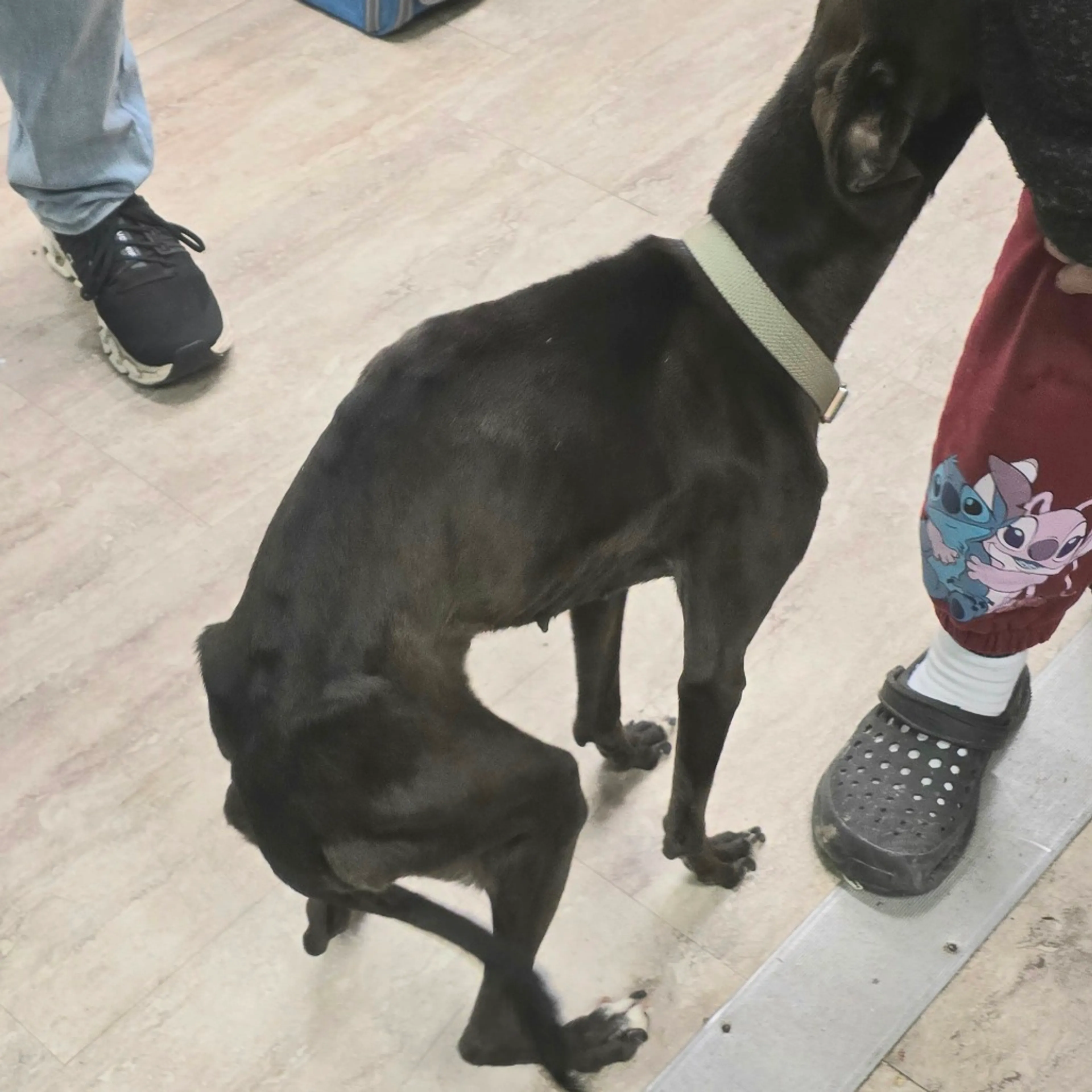 Found pet-8