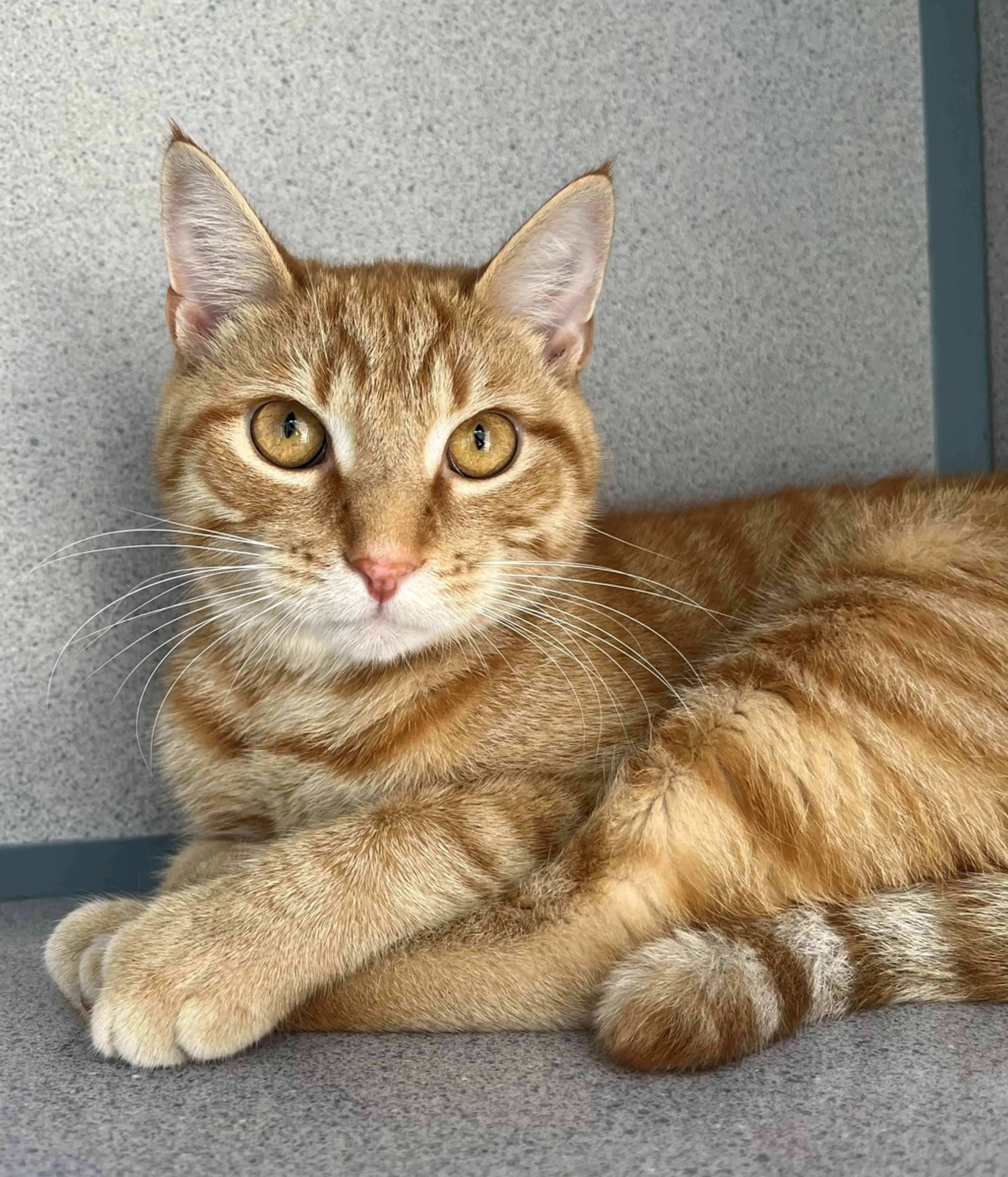 Found pet-2
