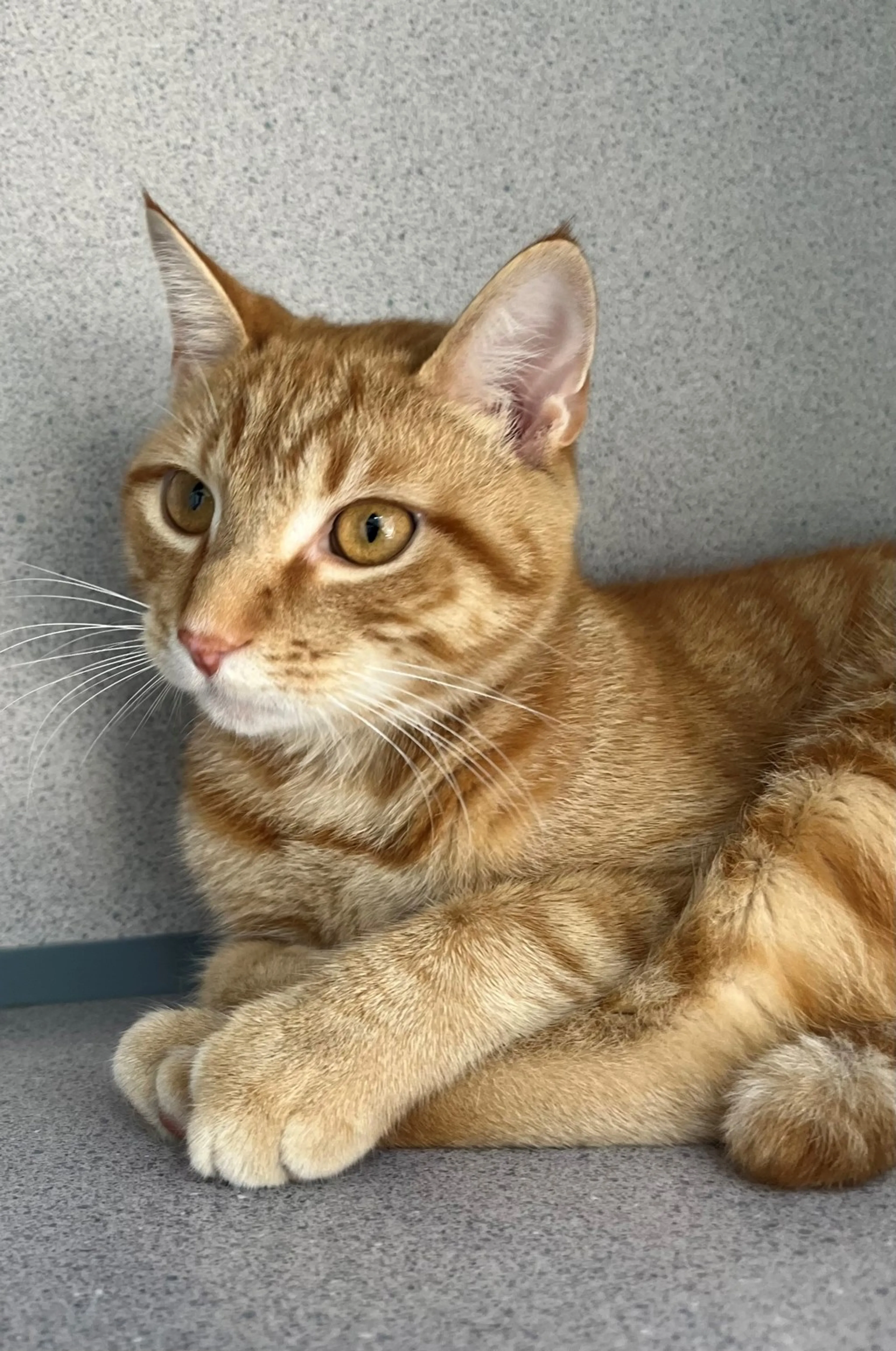 Found pet-1