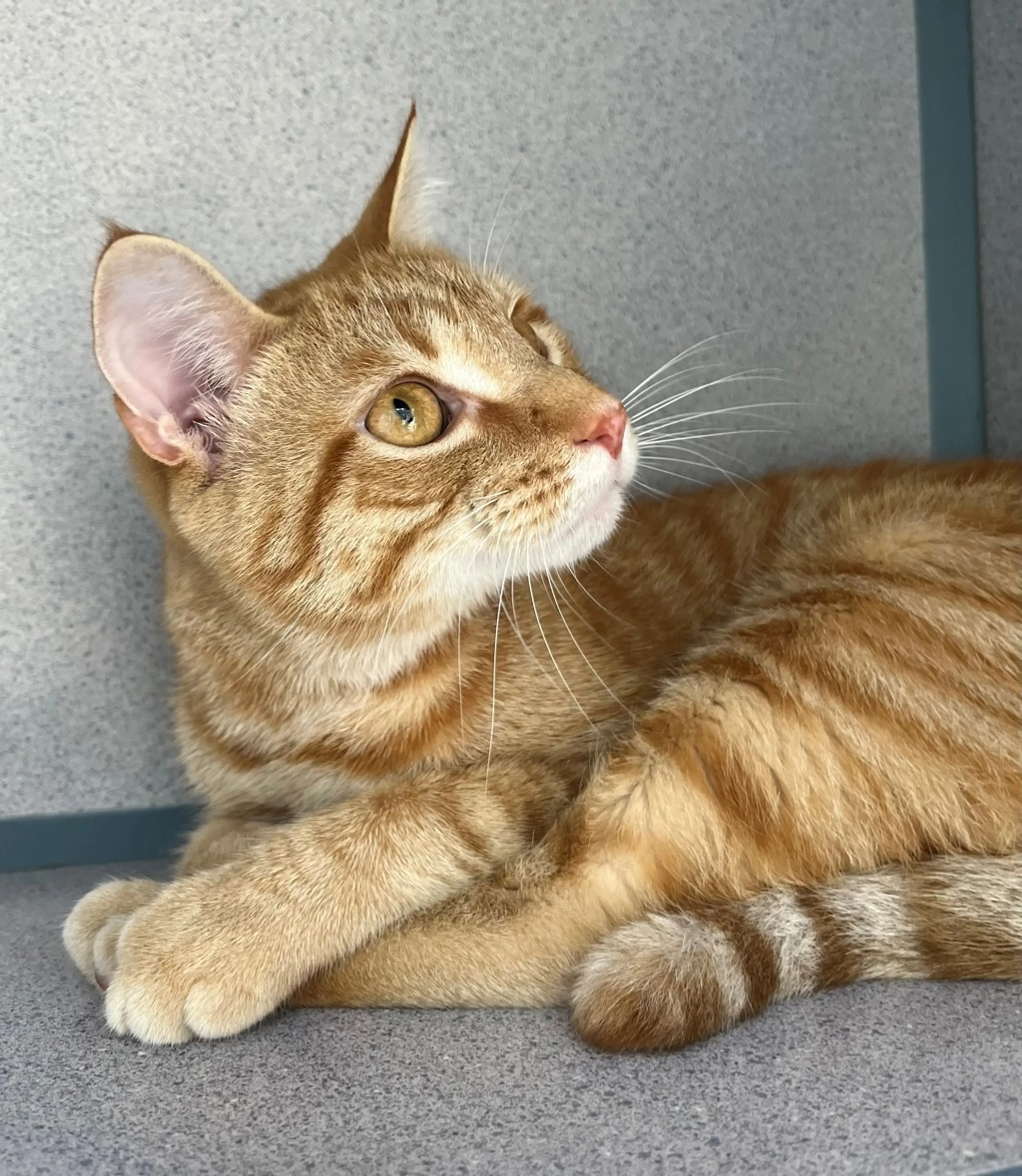 Found pet-3