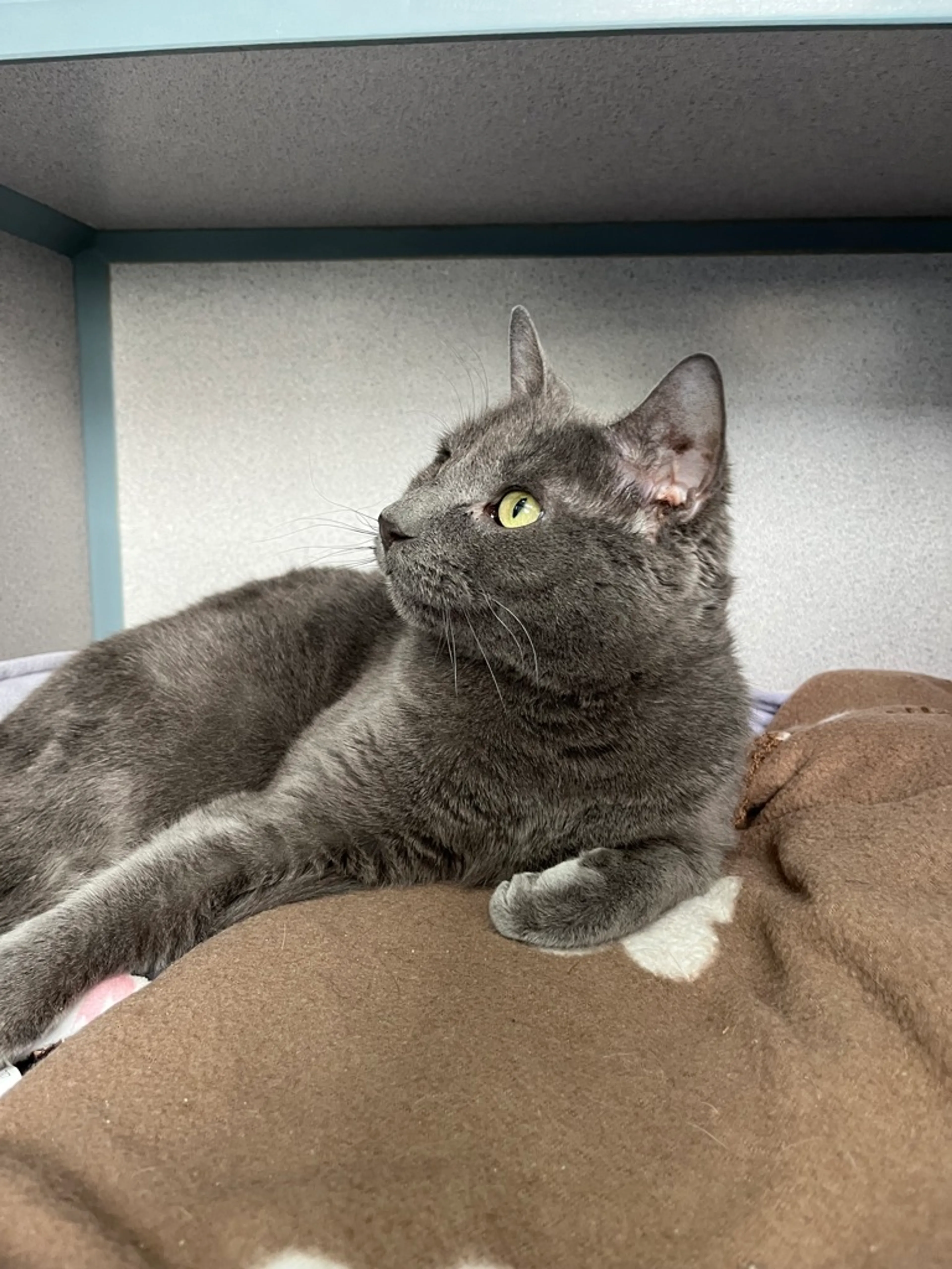 Found pet-3