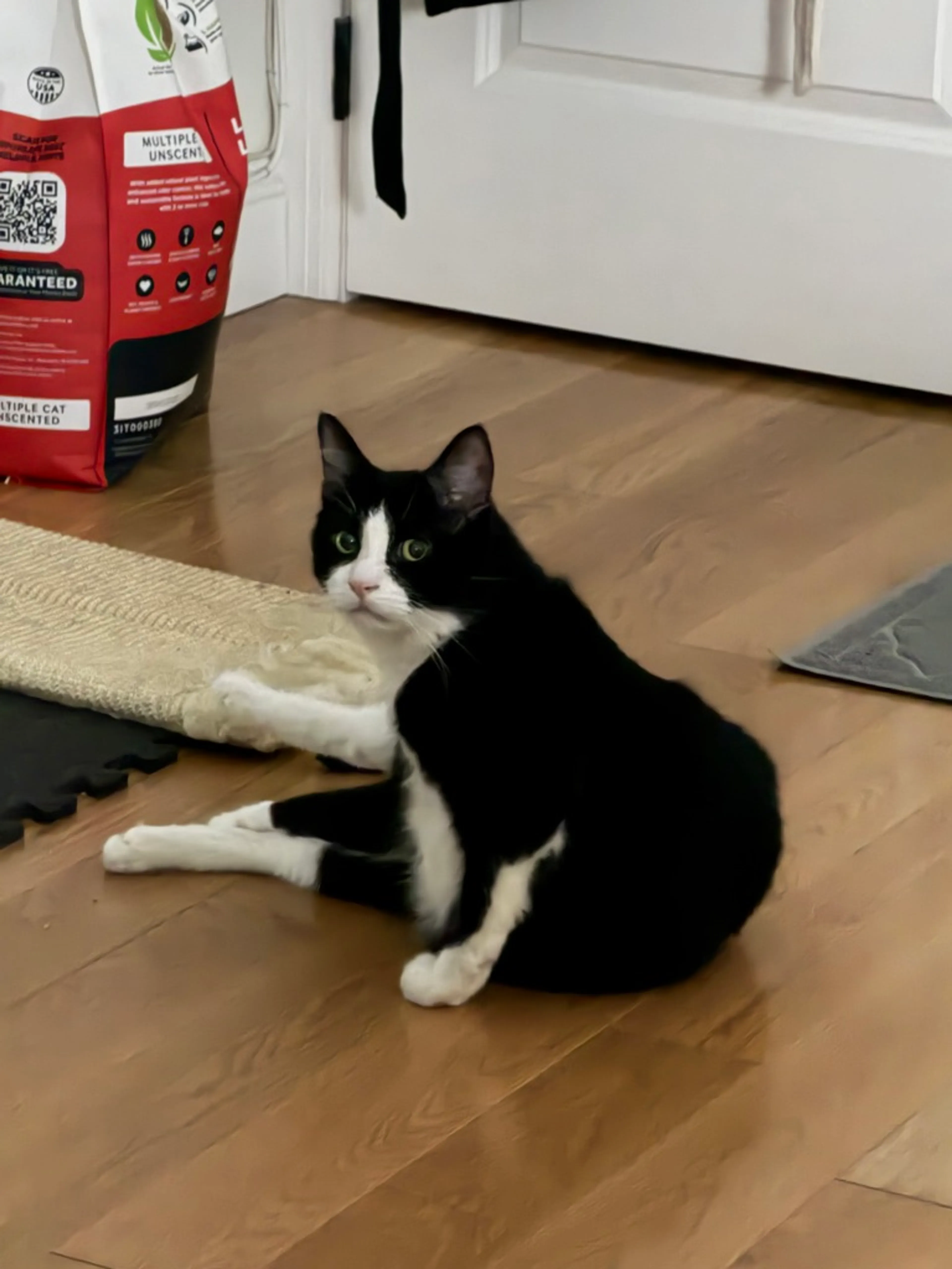 Found pet-1