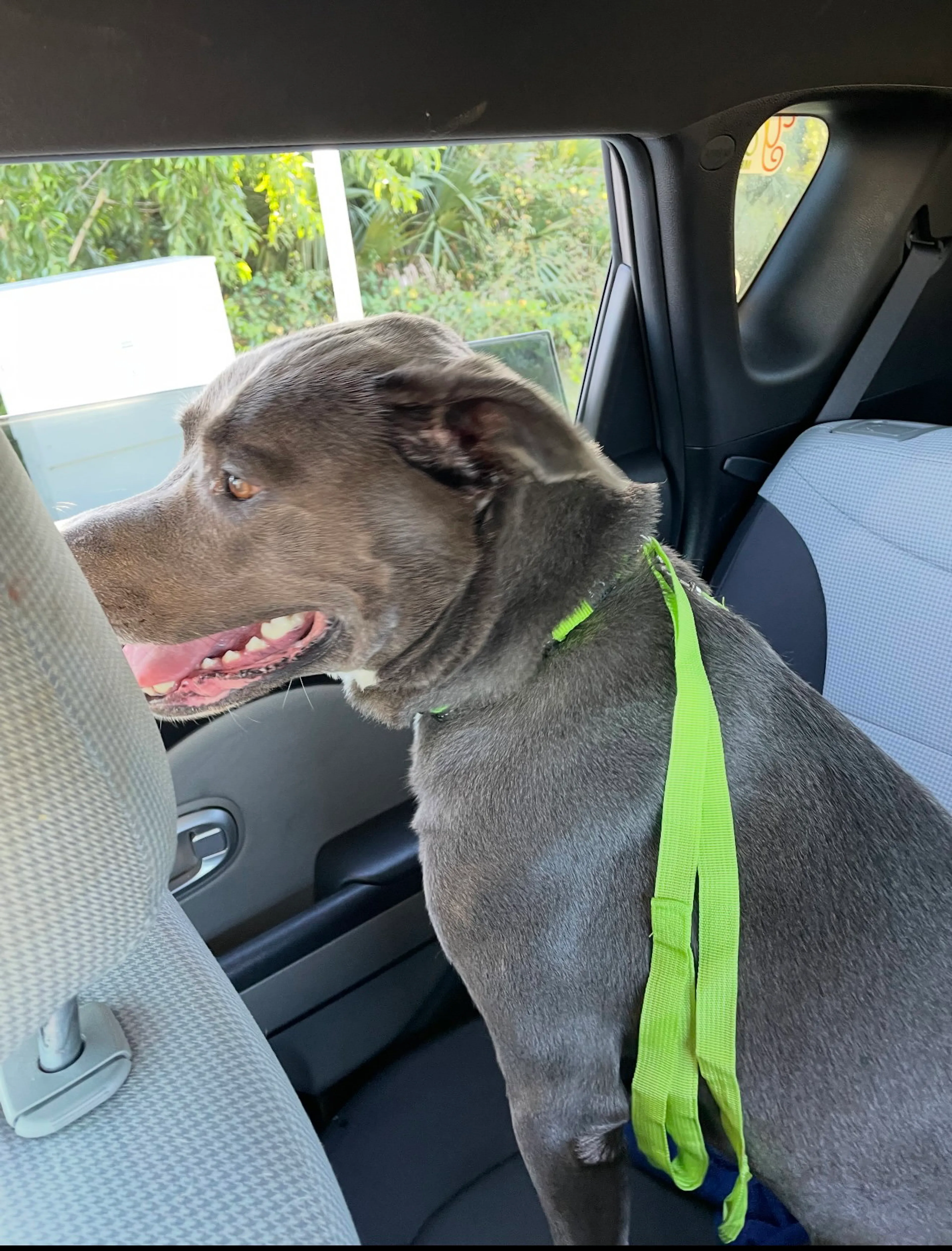 Found pet-3