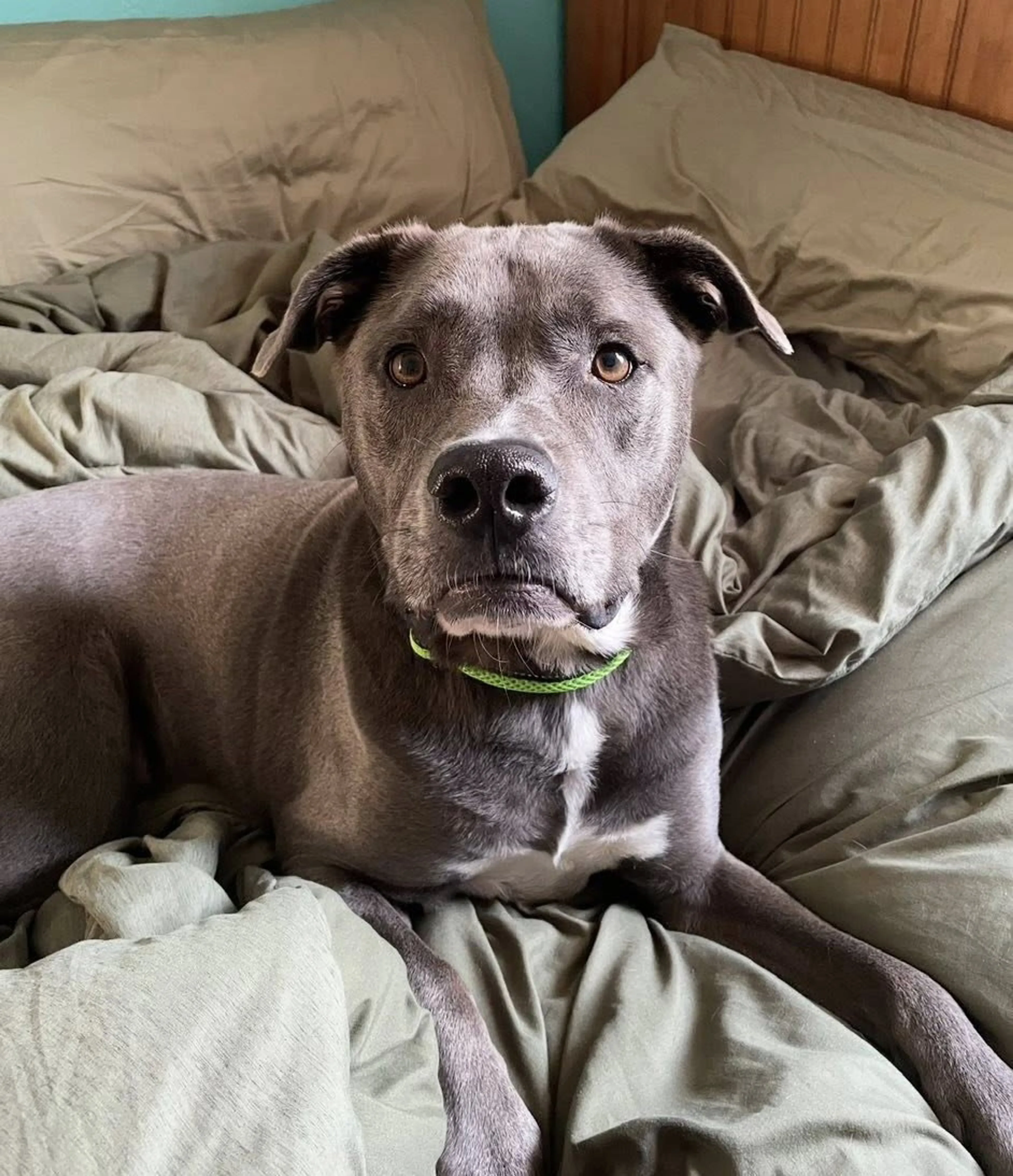 Found pet-1