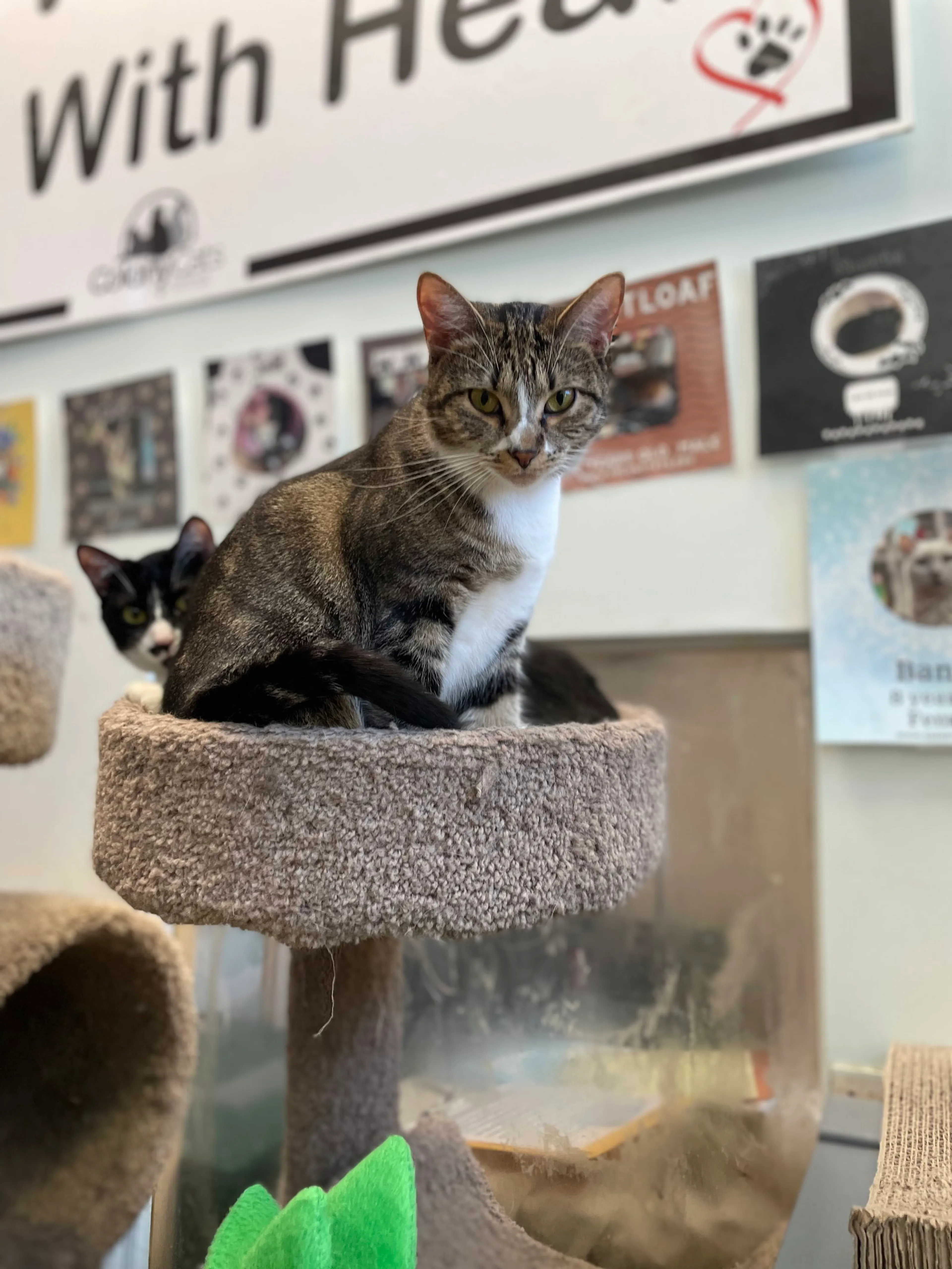 Found pet-3