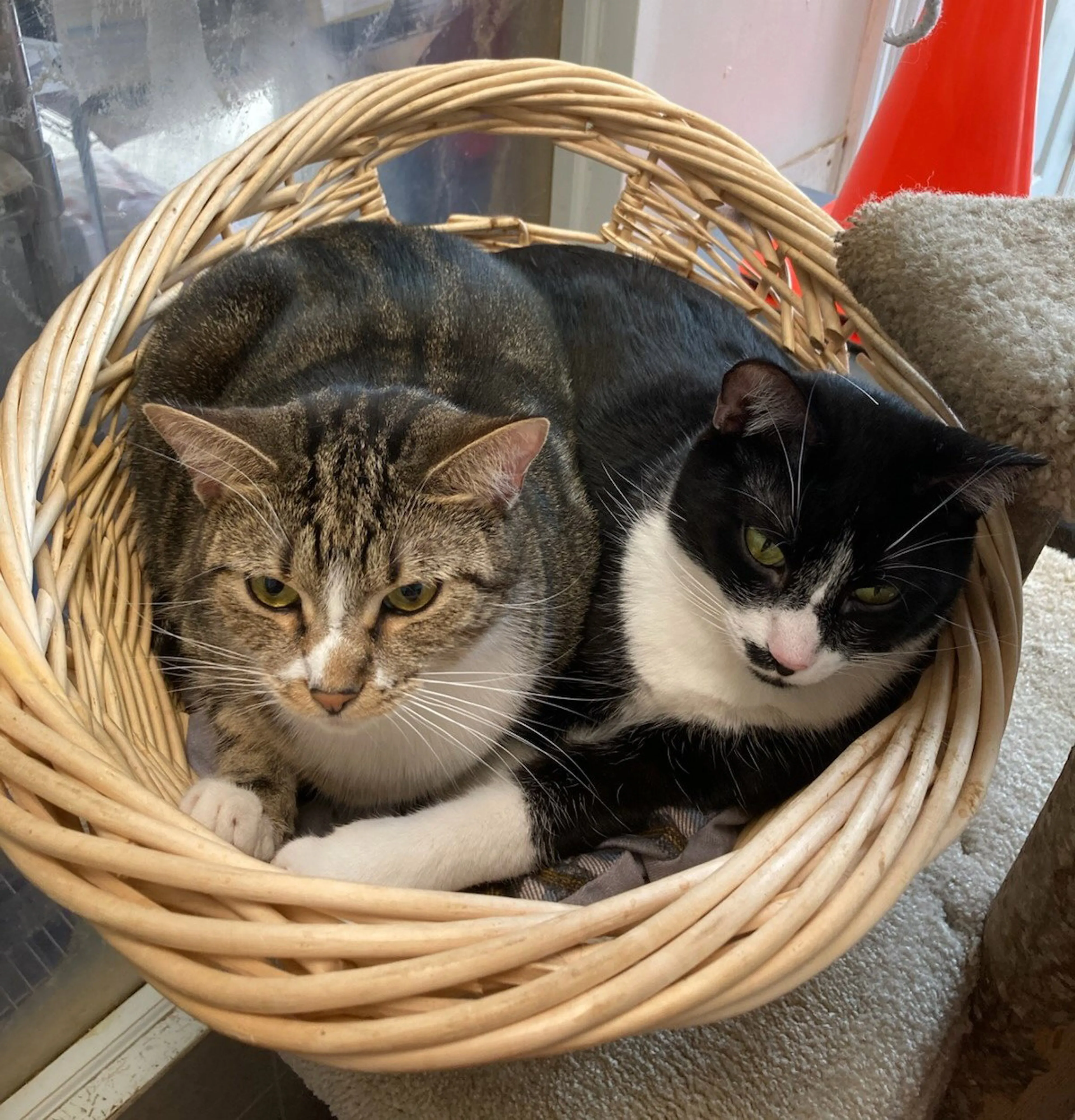 Found pet-1