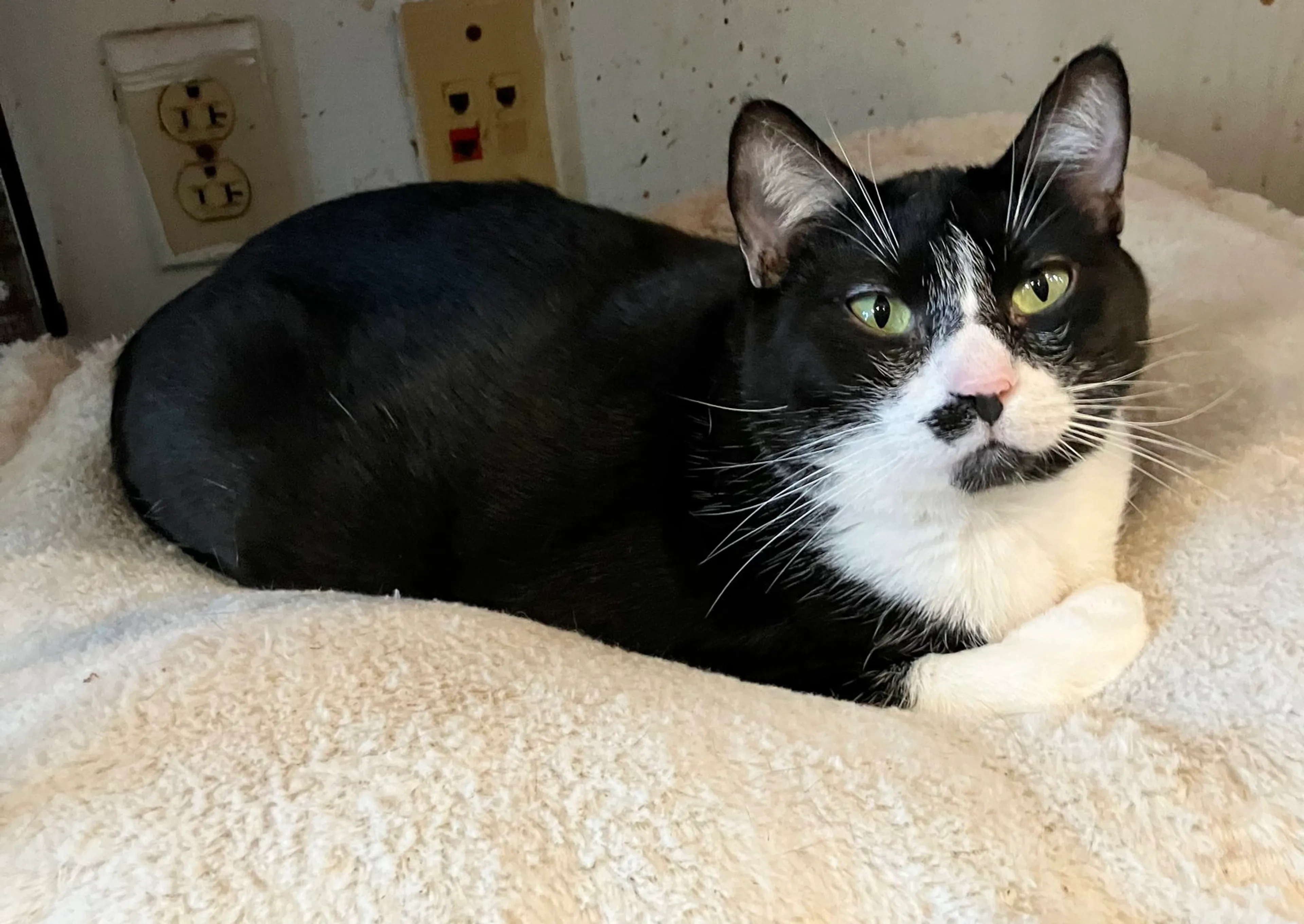 Found pet-1