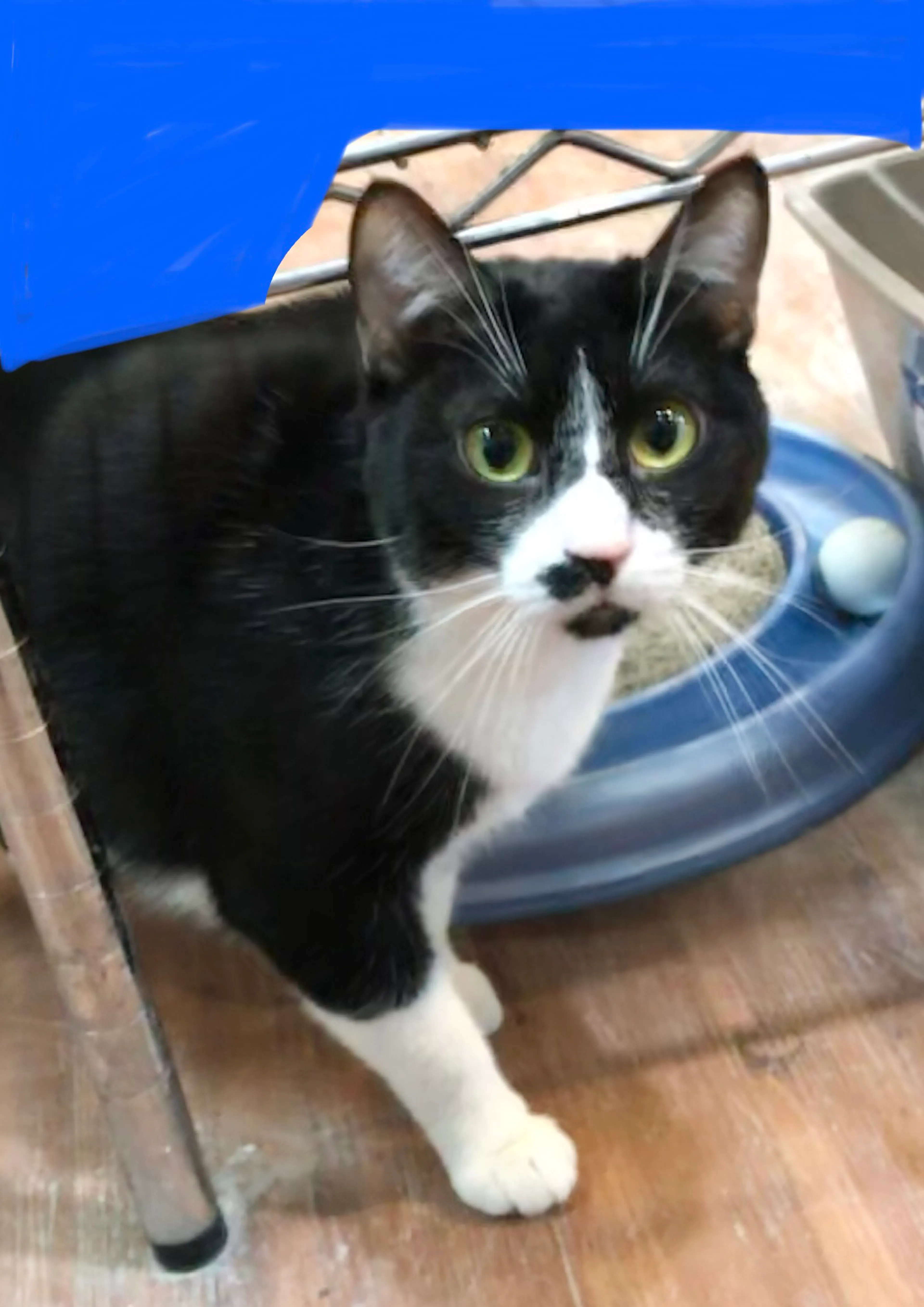 Found pet-3