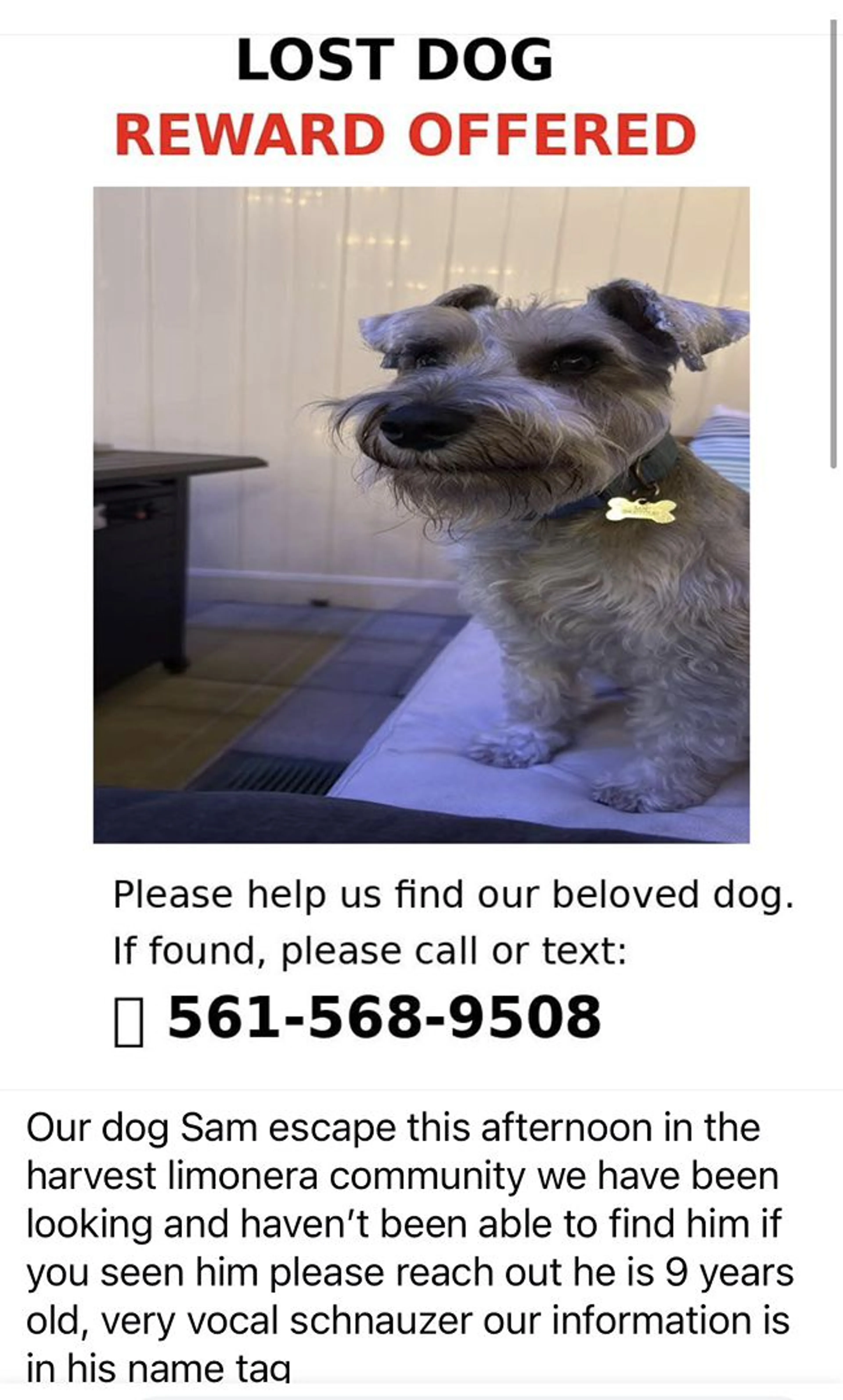 Lost pet