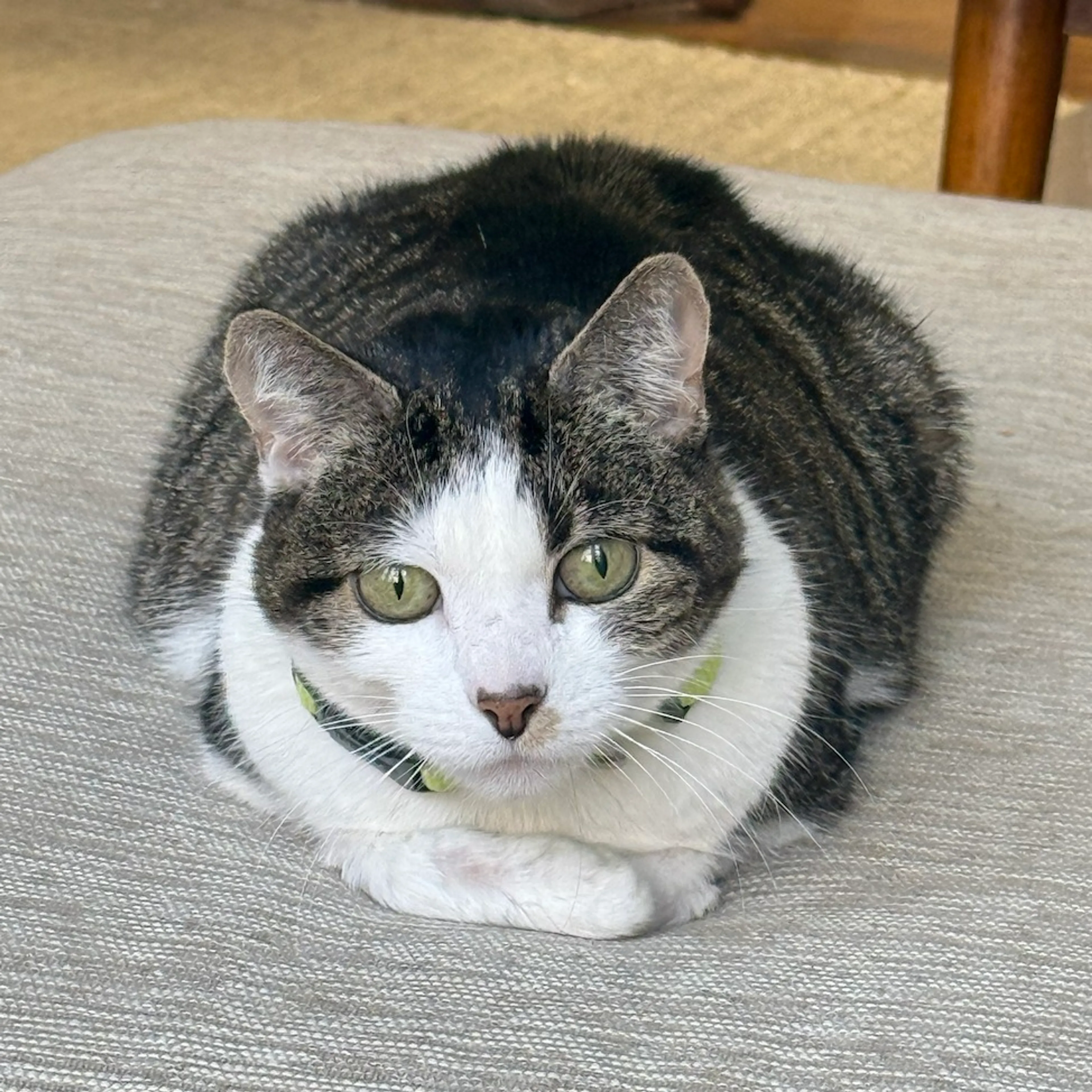 Found pet-8