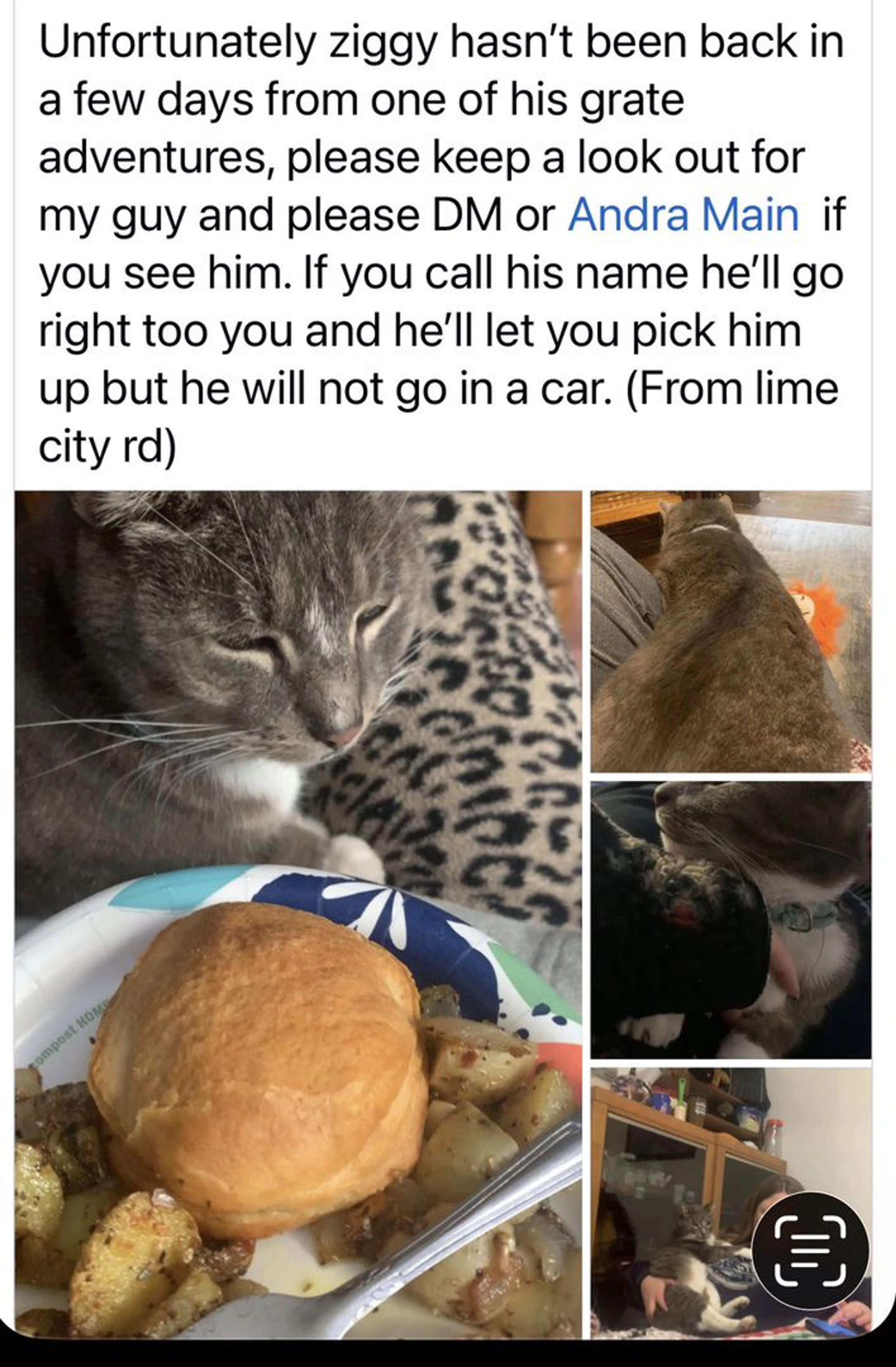 Lost pet-1