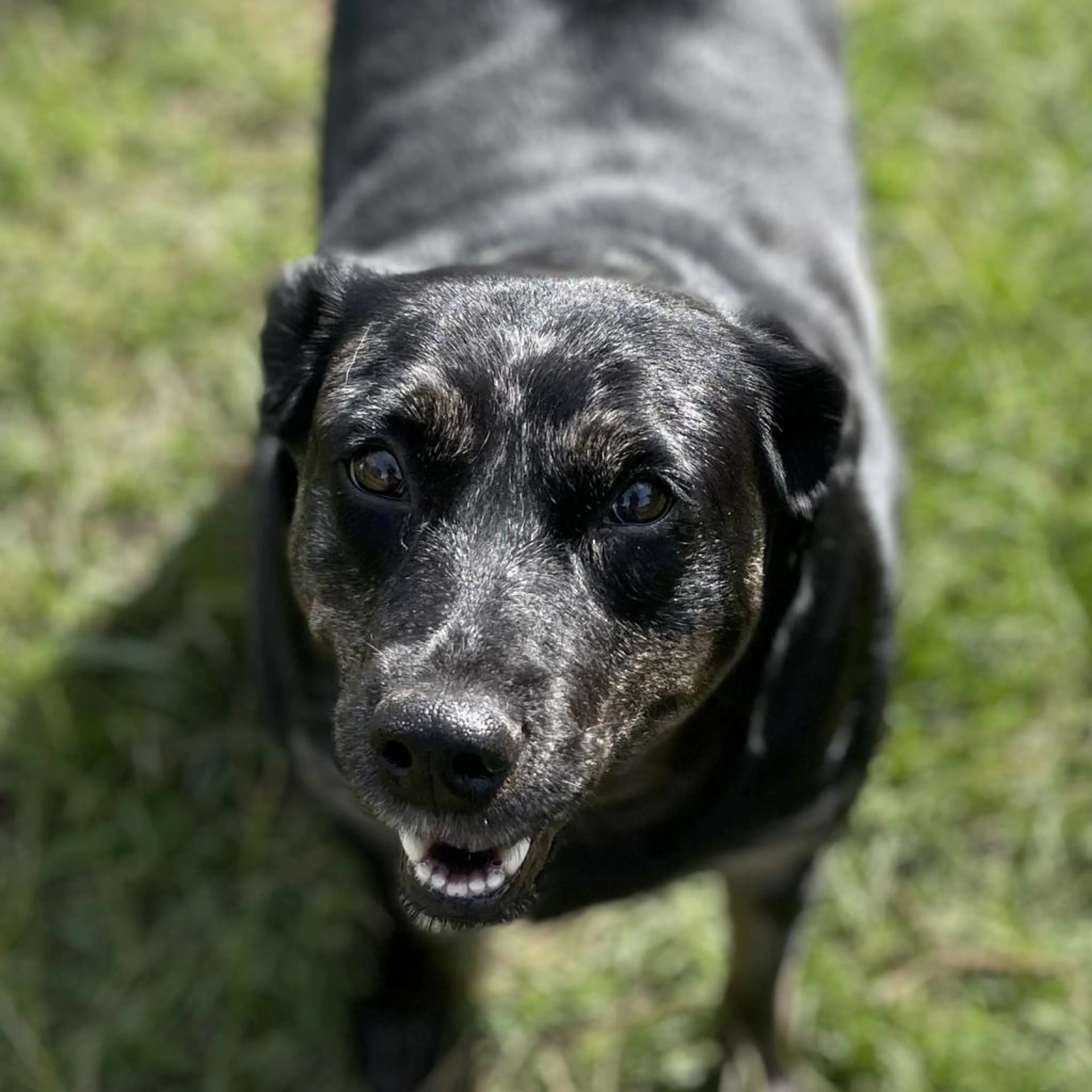 Found pet-1