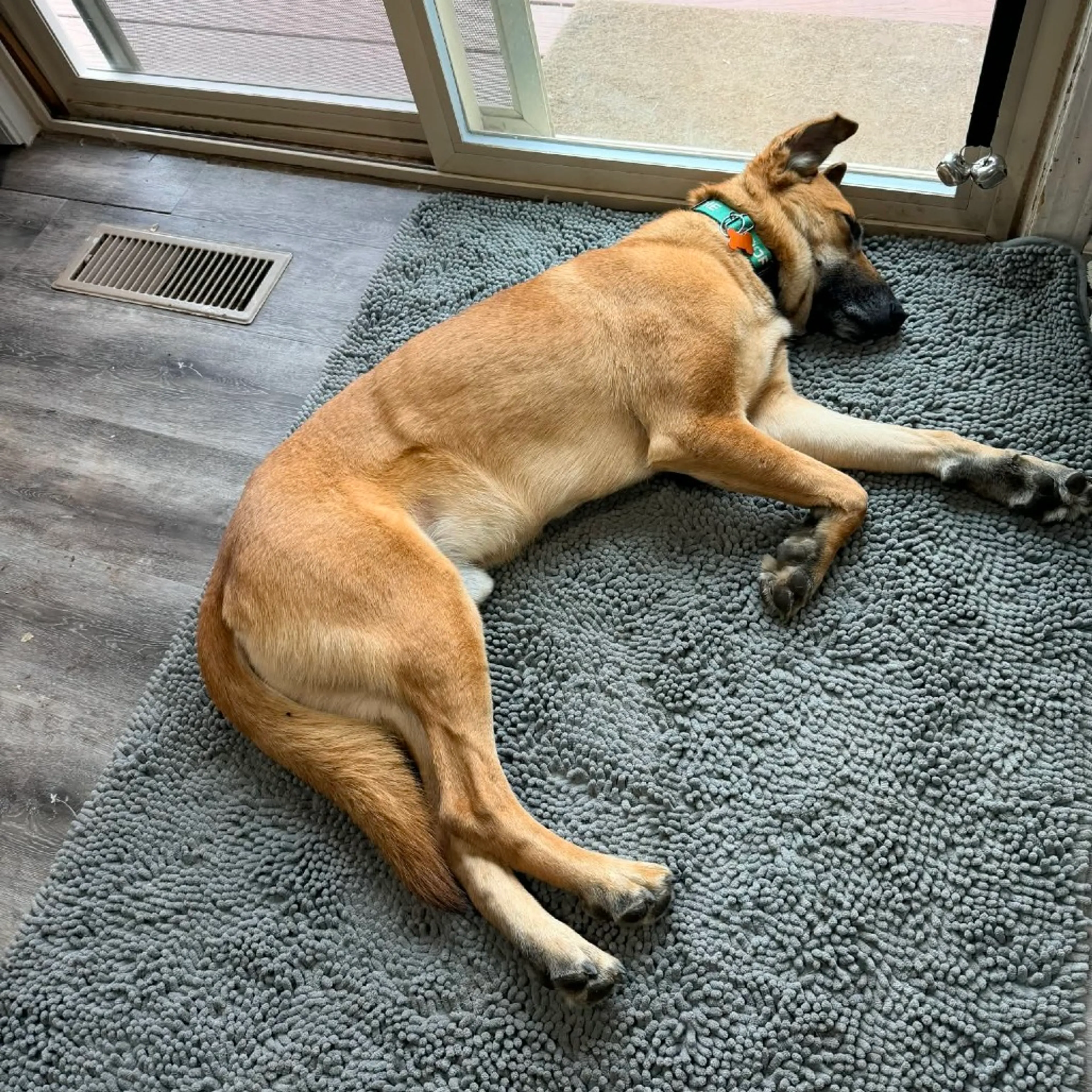 Found pet-20