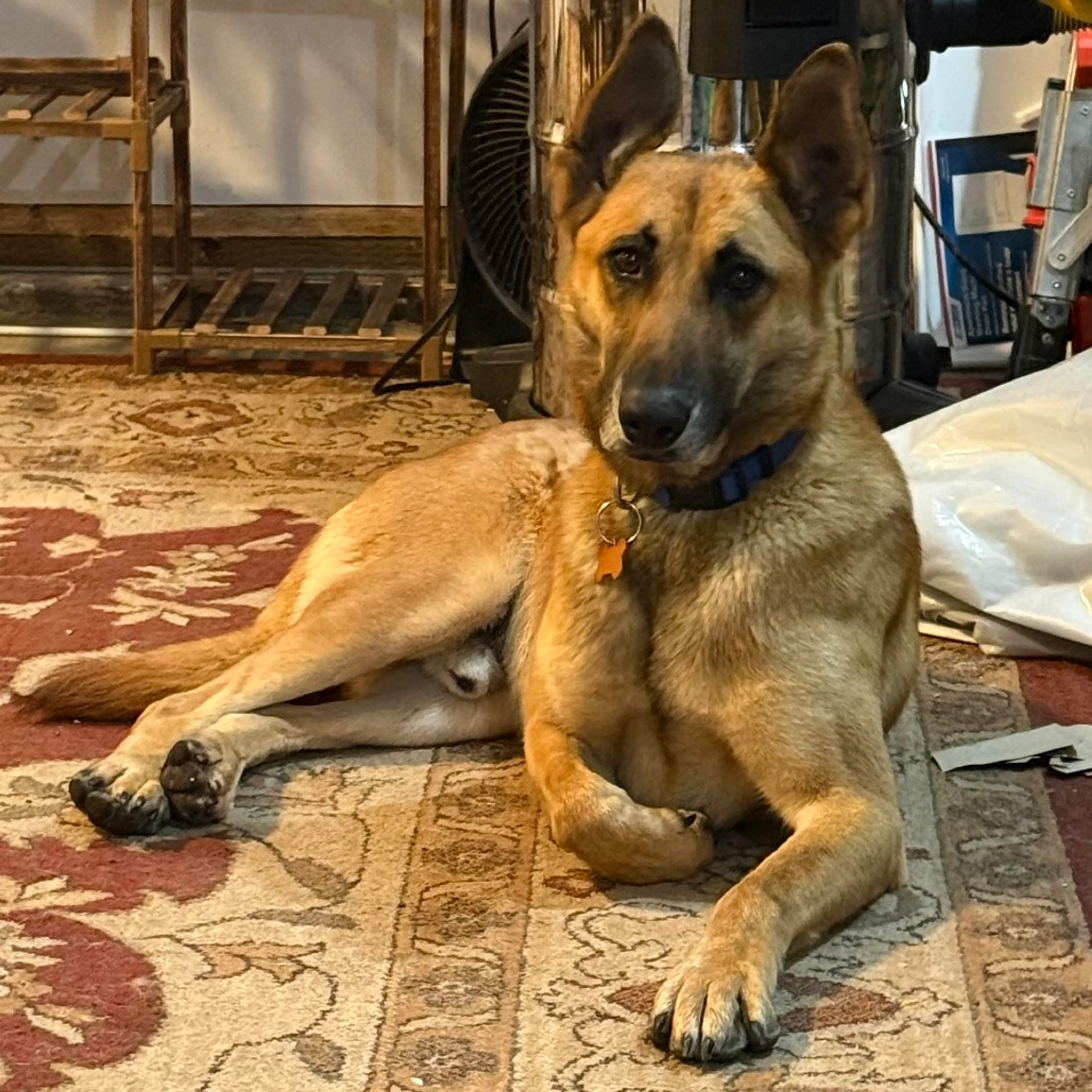 Found pet-5