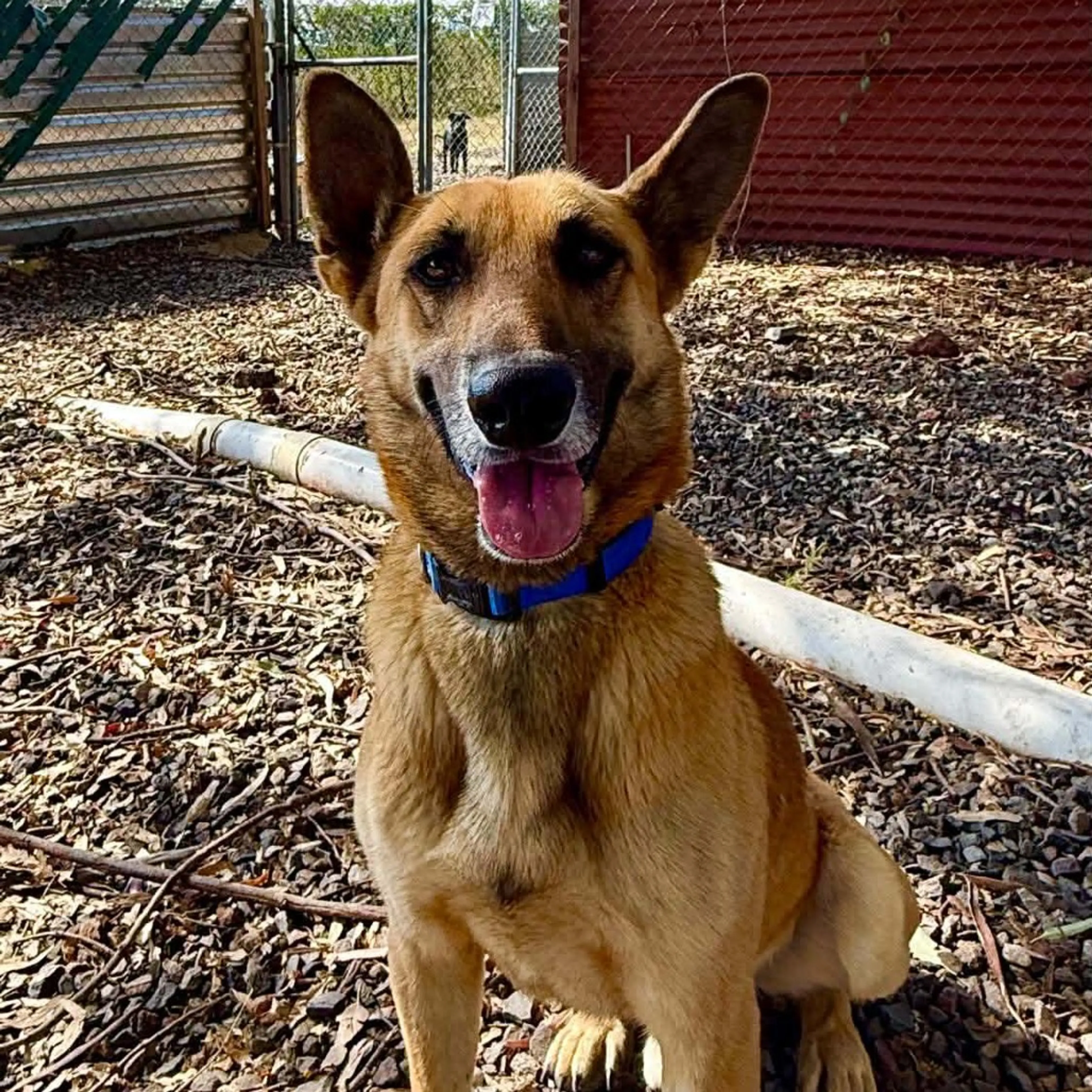 Found pet-2