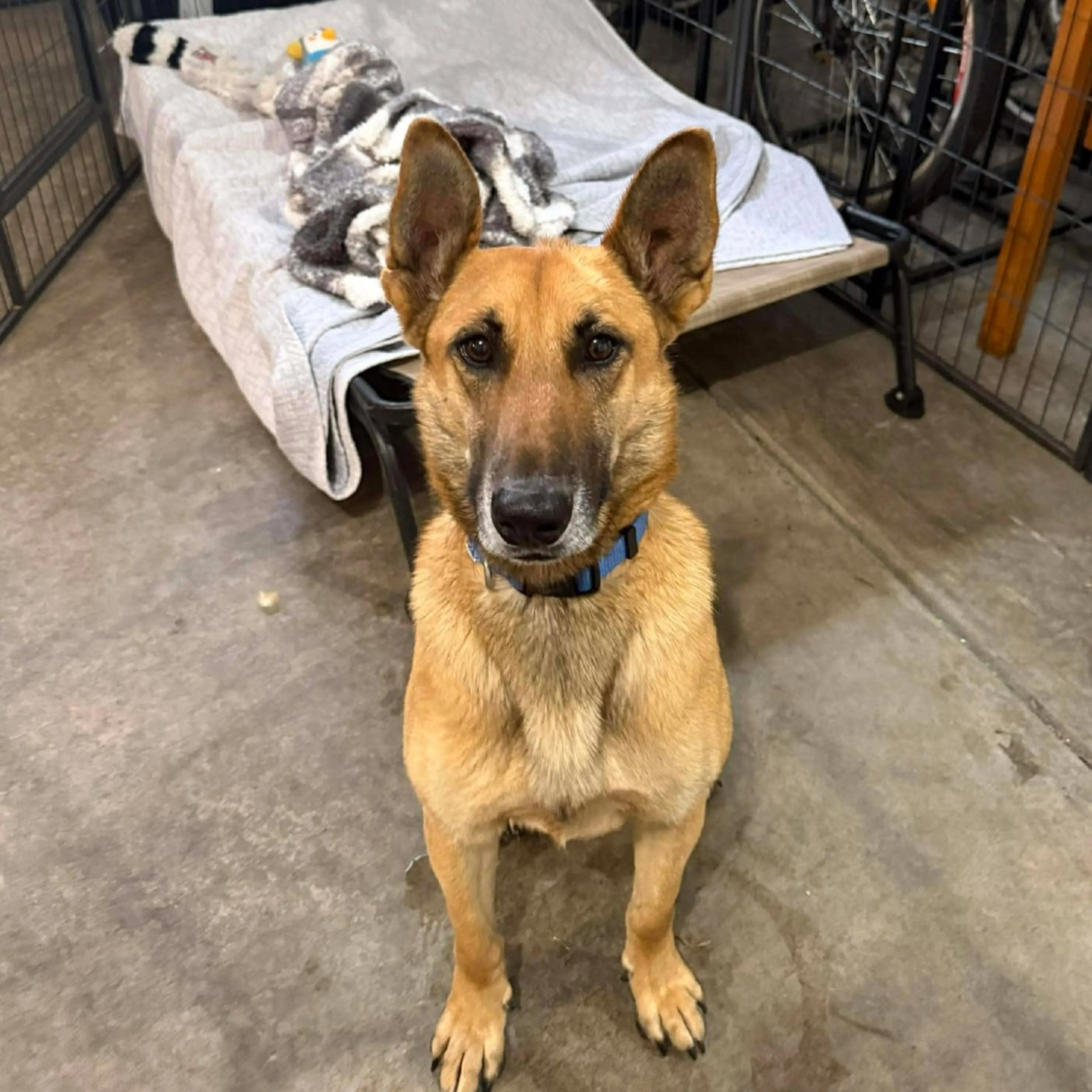 Found pet-4