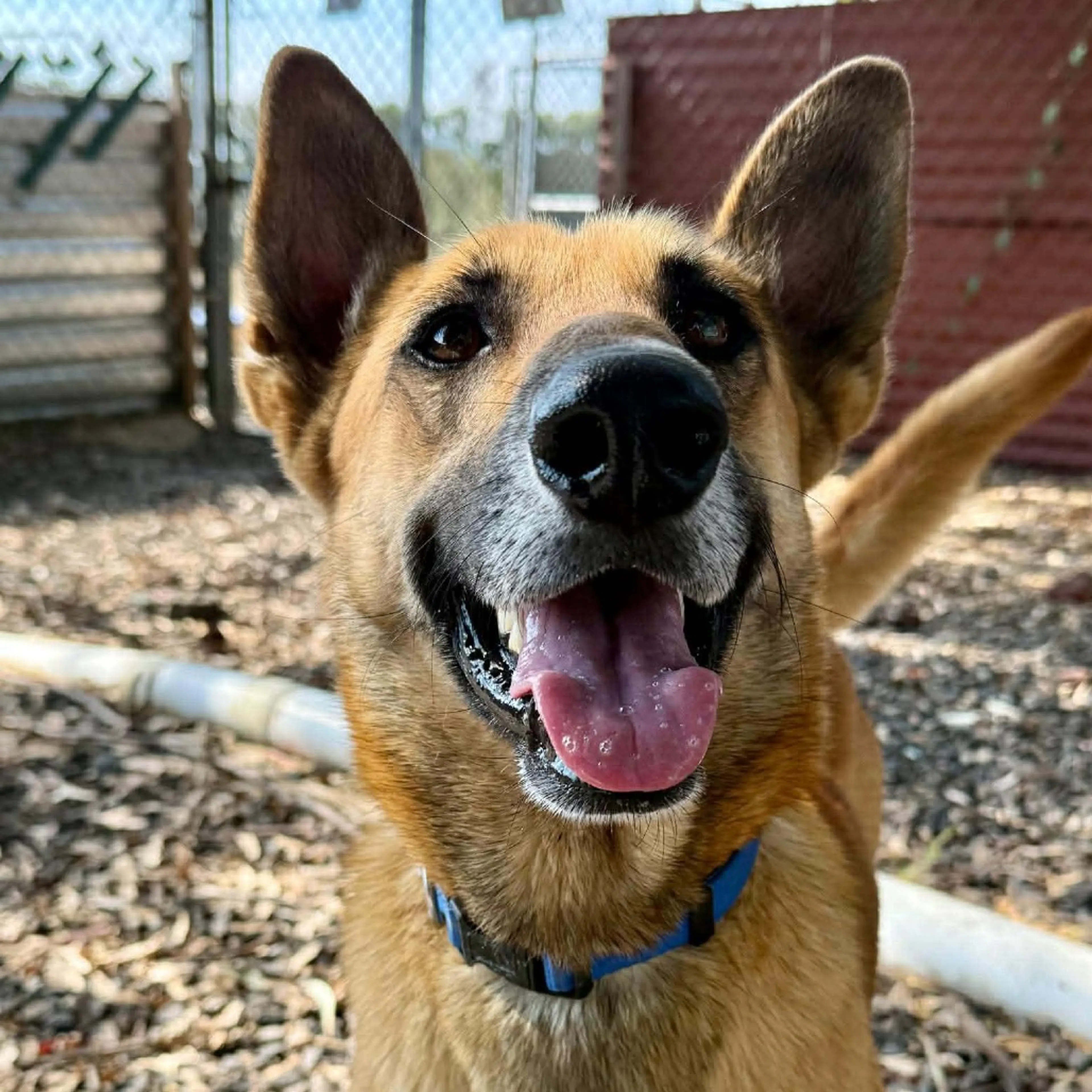 Found pet-1