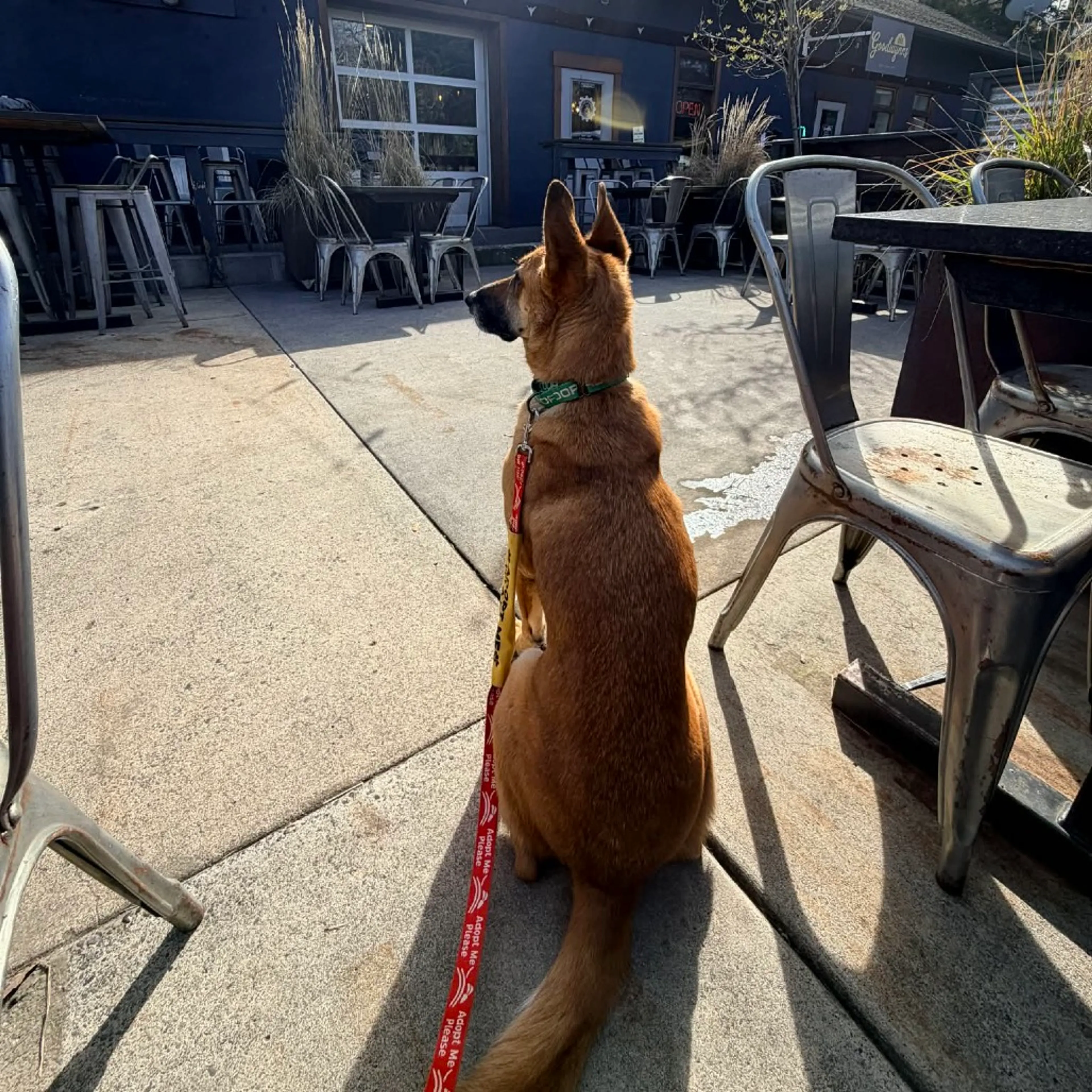 Found pet-14