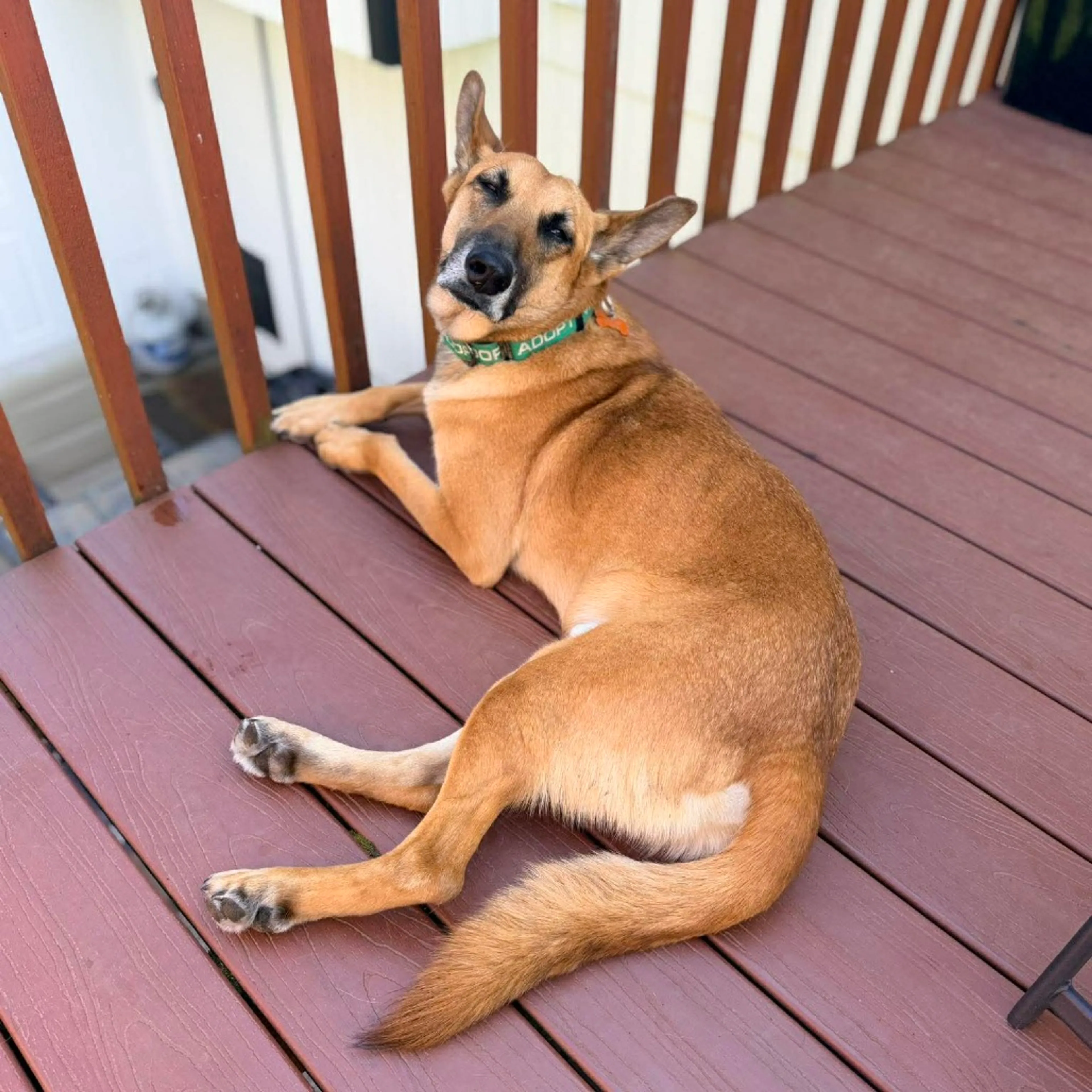 Found pet-22