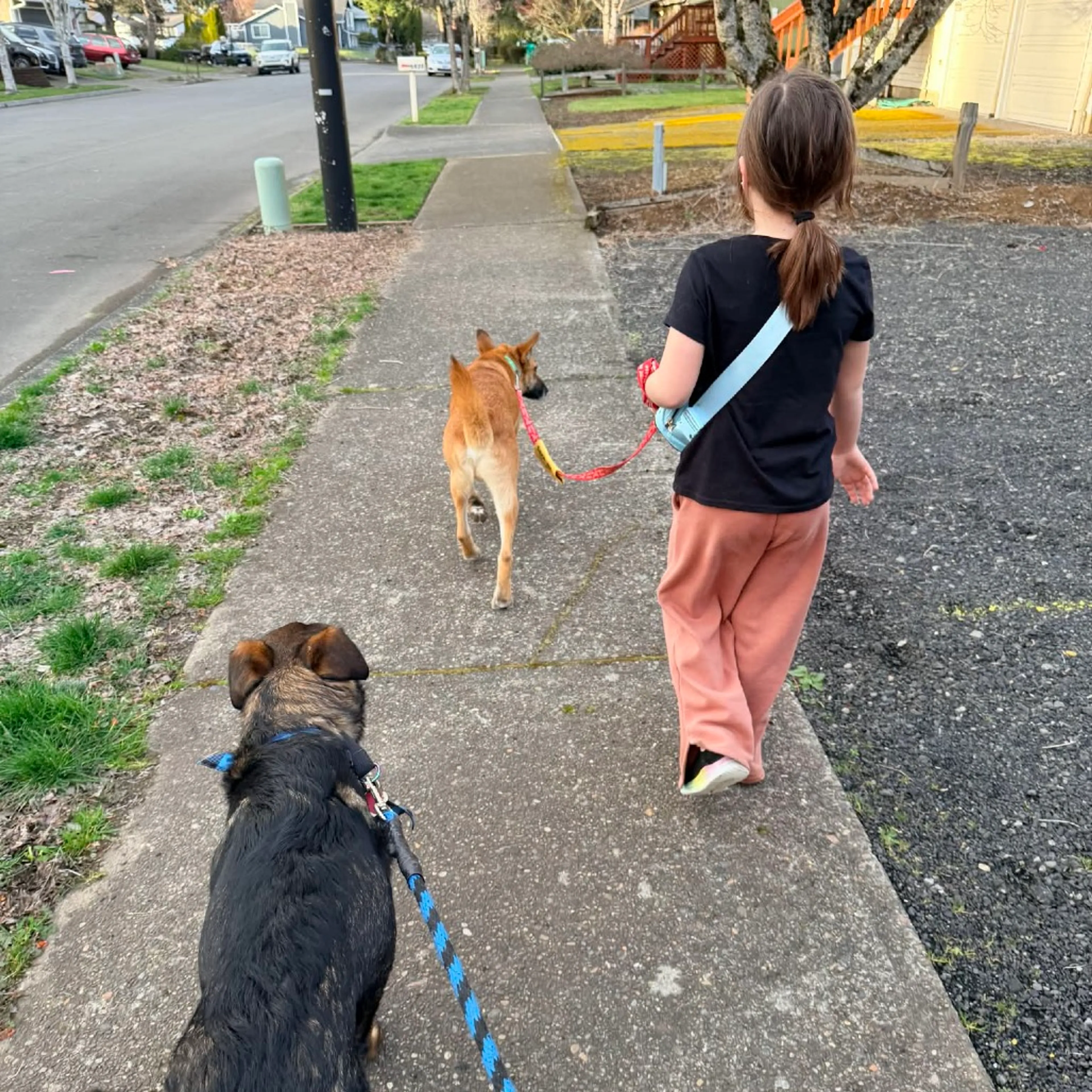 Found pet-19