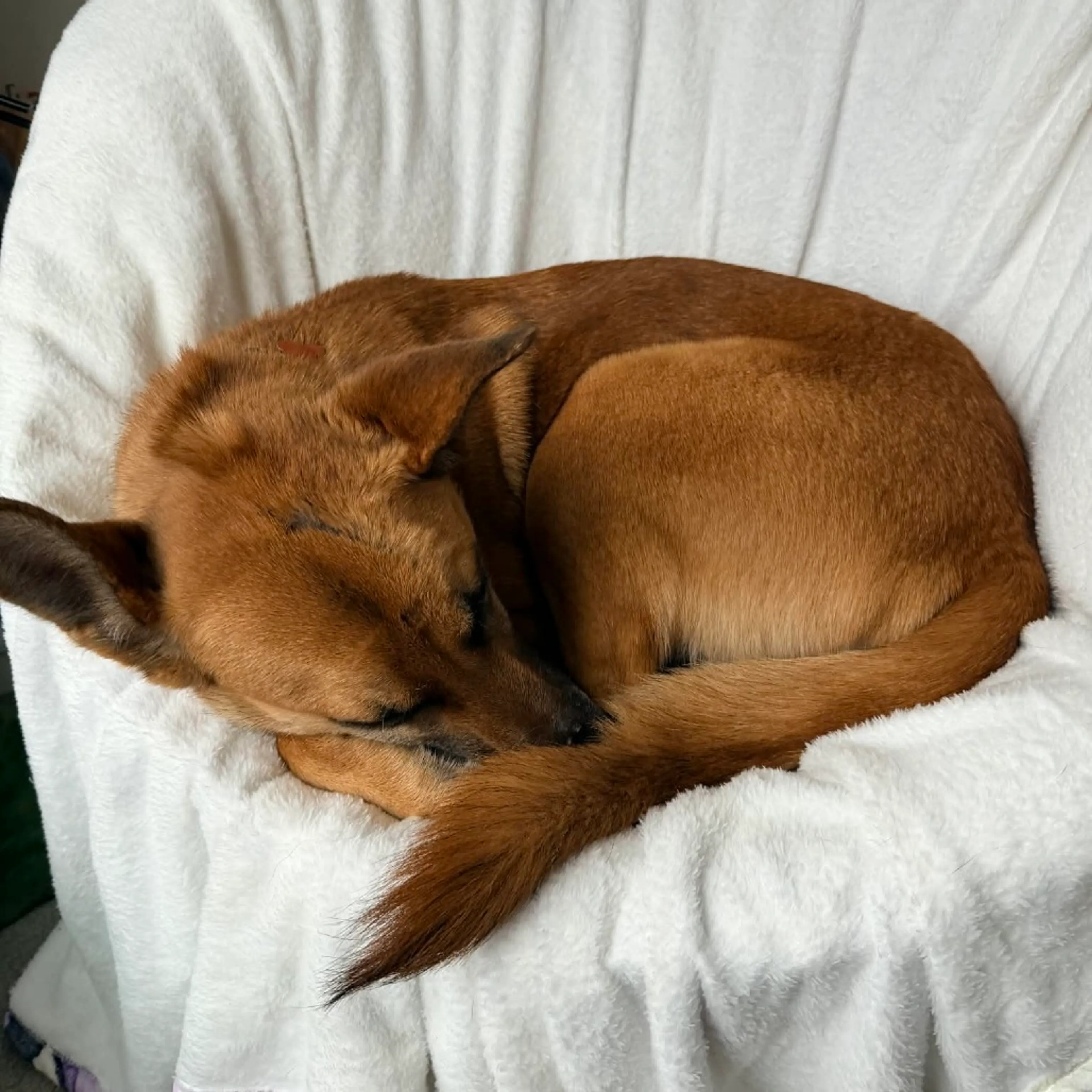 Found pet-21