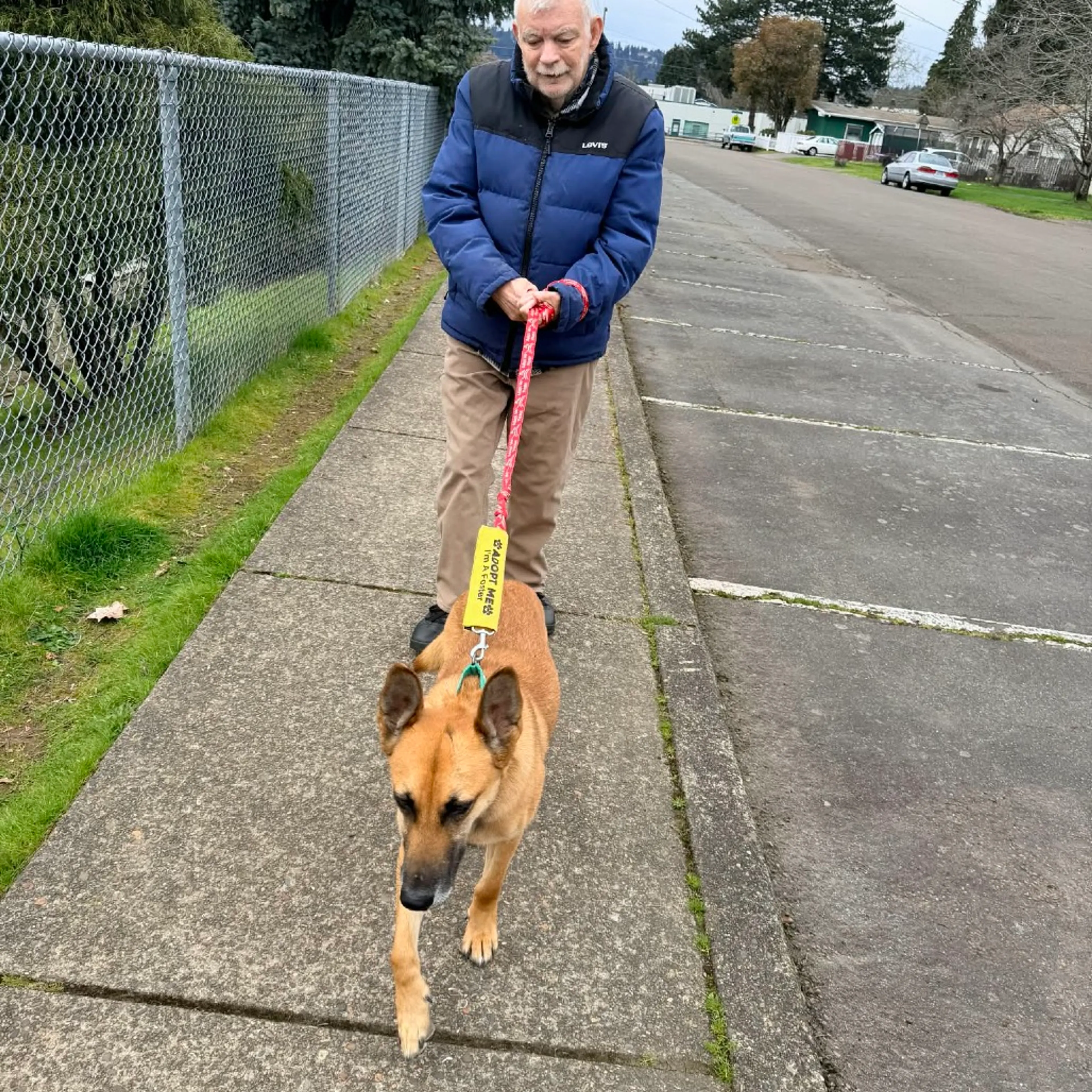 Found pet-16